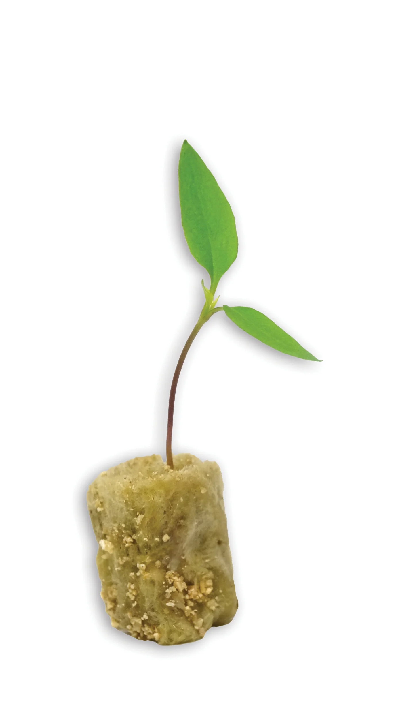 About Us — Ontario Plants Propagation