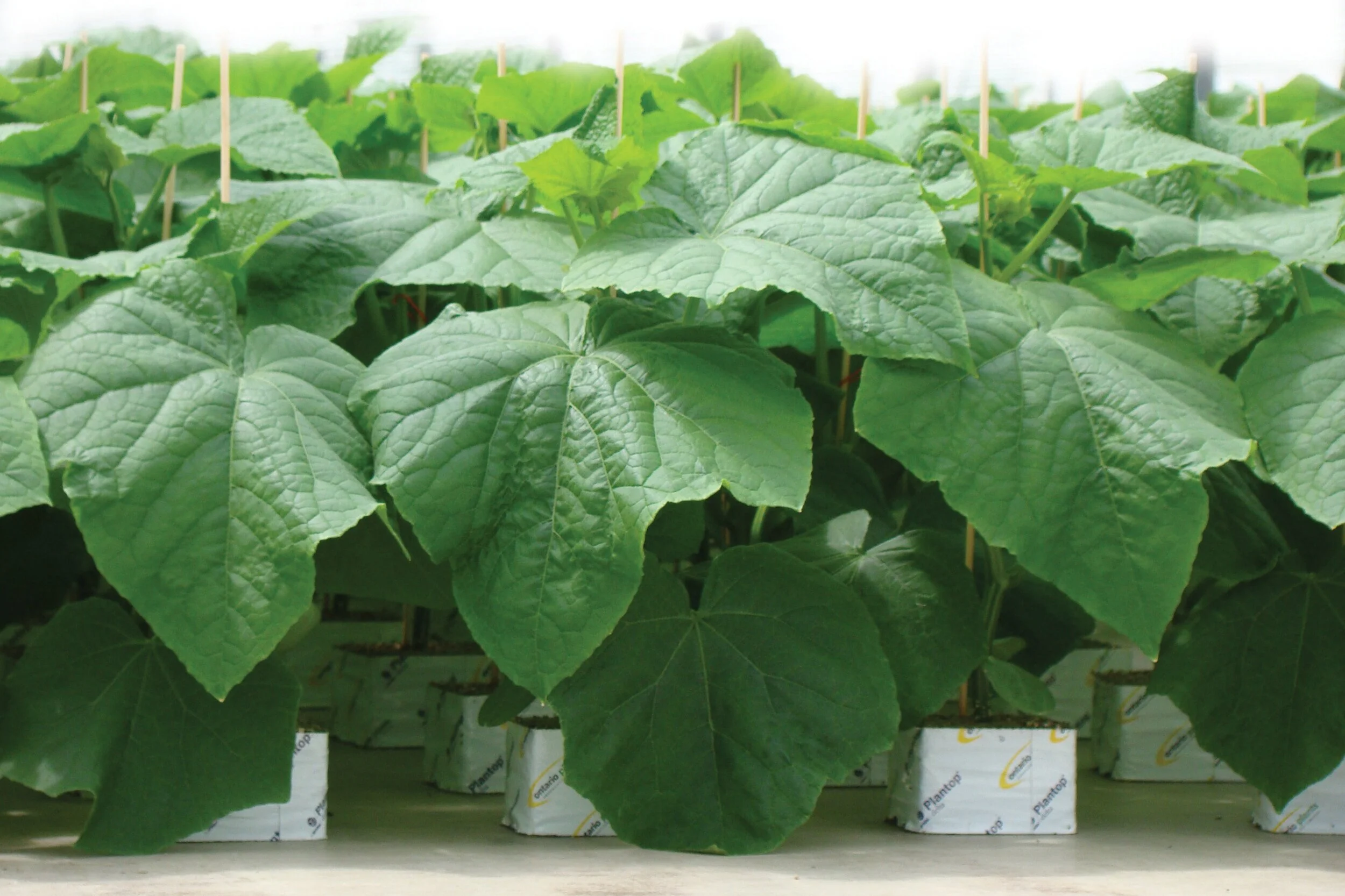 About Us — Ontario Plants Propagation