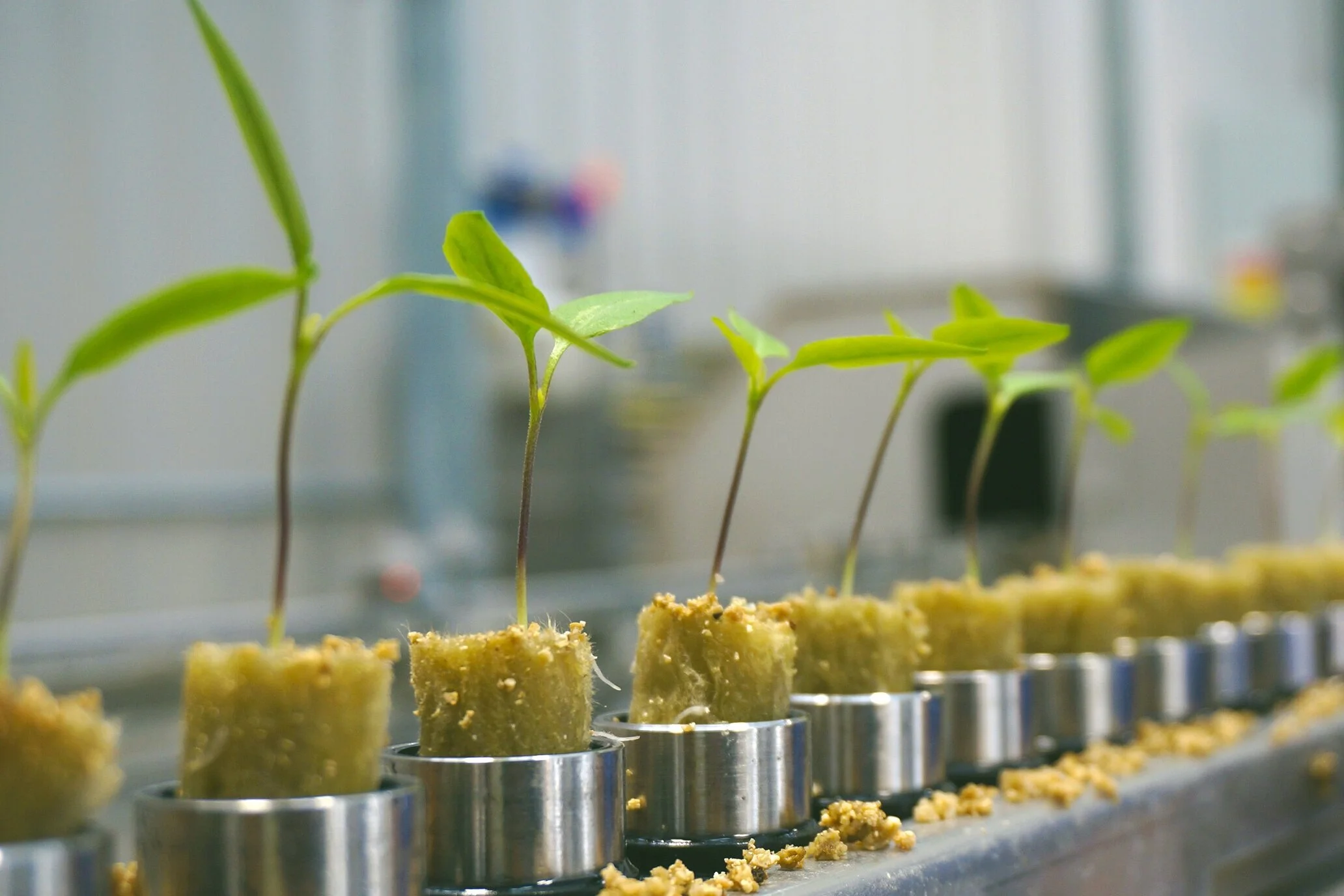 About Us — Ontario Plants Propagation