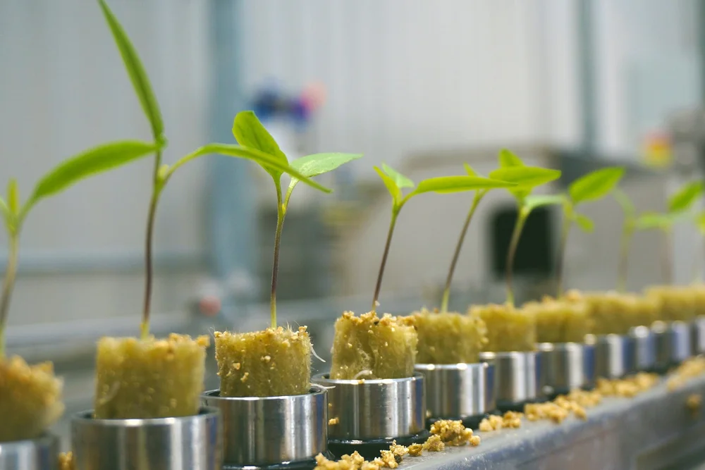About Us — Ontario Plants Propagation