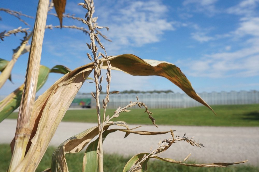 About Us — Ontario Plants Propagation