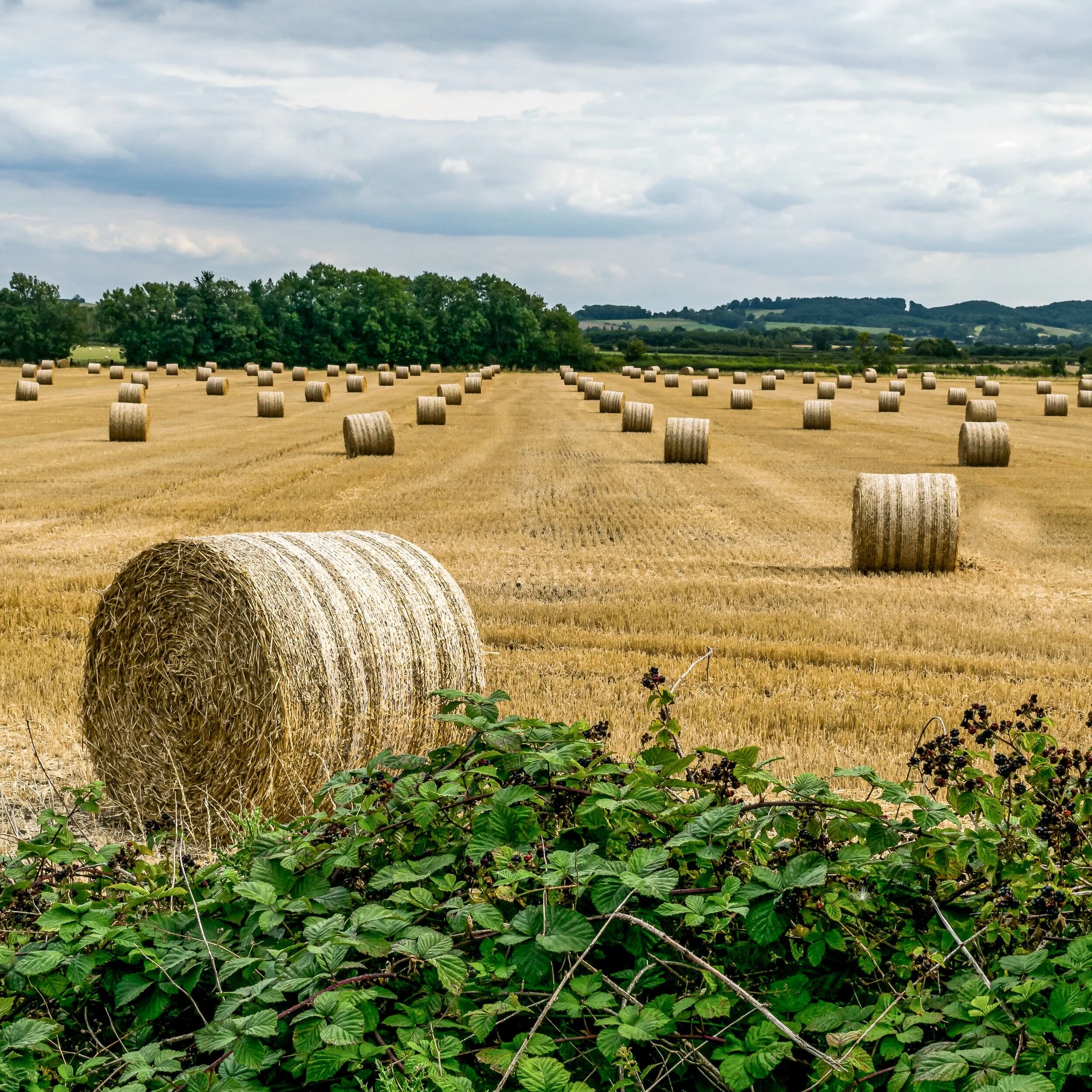 Hay Bales - Grandborough
