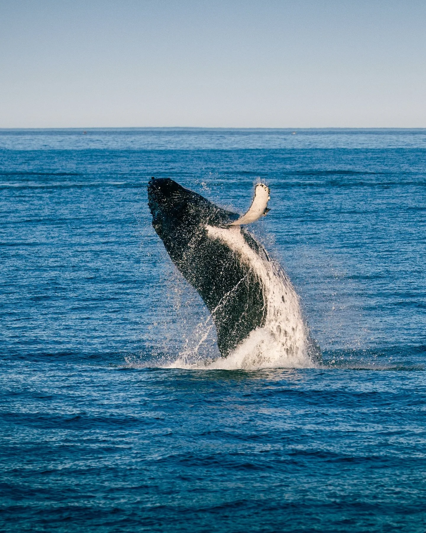 I never considered myself a wildlife photographer, but our Kaikōura whale watching tour was easily one of the highlights of our New Zealand South Island adventure. 

Three sperm whales, two humpbacks, and my first-ever whale breach. What a day.

Note