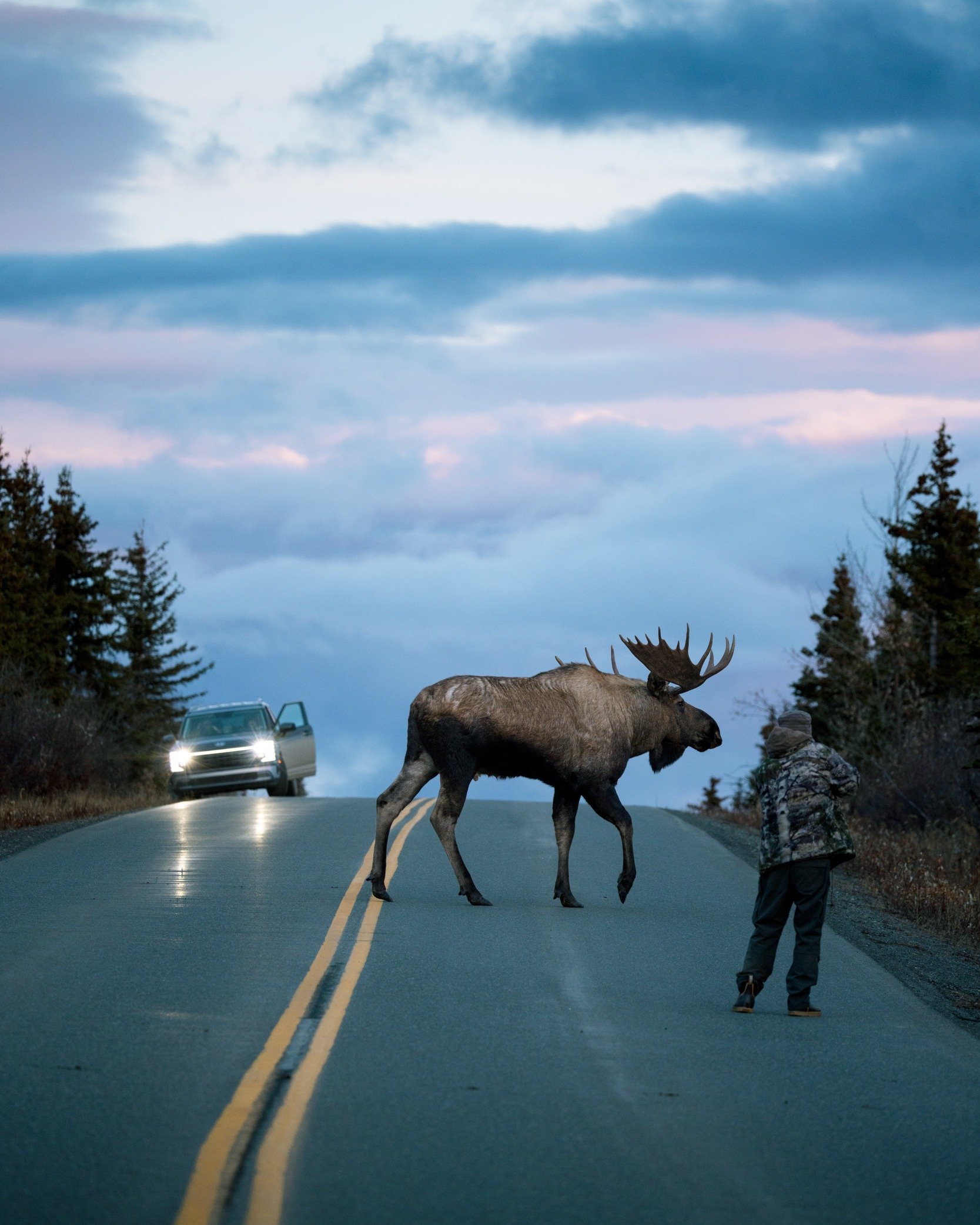 I photographed 13 moose over two days in Denali this week: 3 on Day 1, and 10 on Day 2, or possibly the same 5 twice. 😄

Either way, that&rsquo;s probably more moose than I&rsquo;ve seen in my life.

I&rsquo;m officially moose satisfied. 🫎📷
.
.
.
