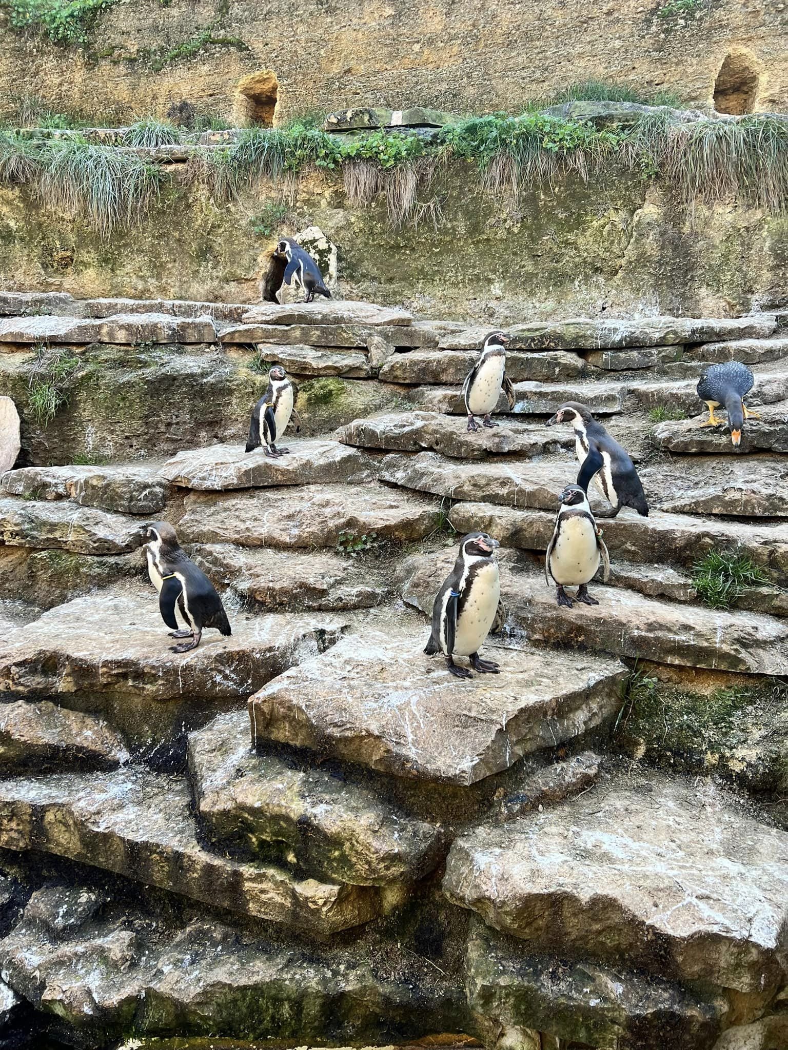Penguins bioparc.jpg