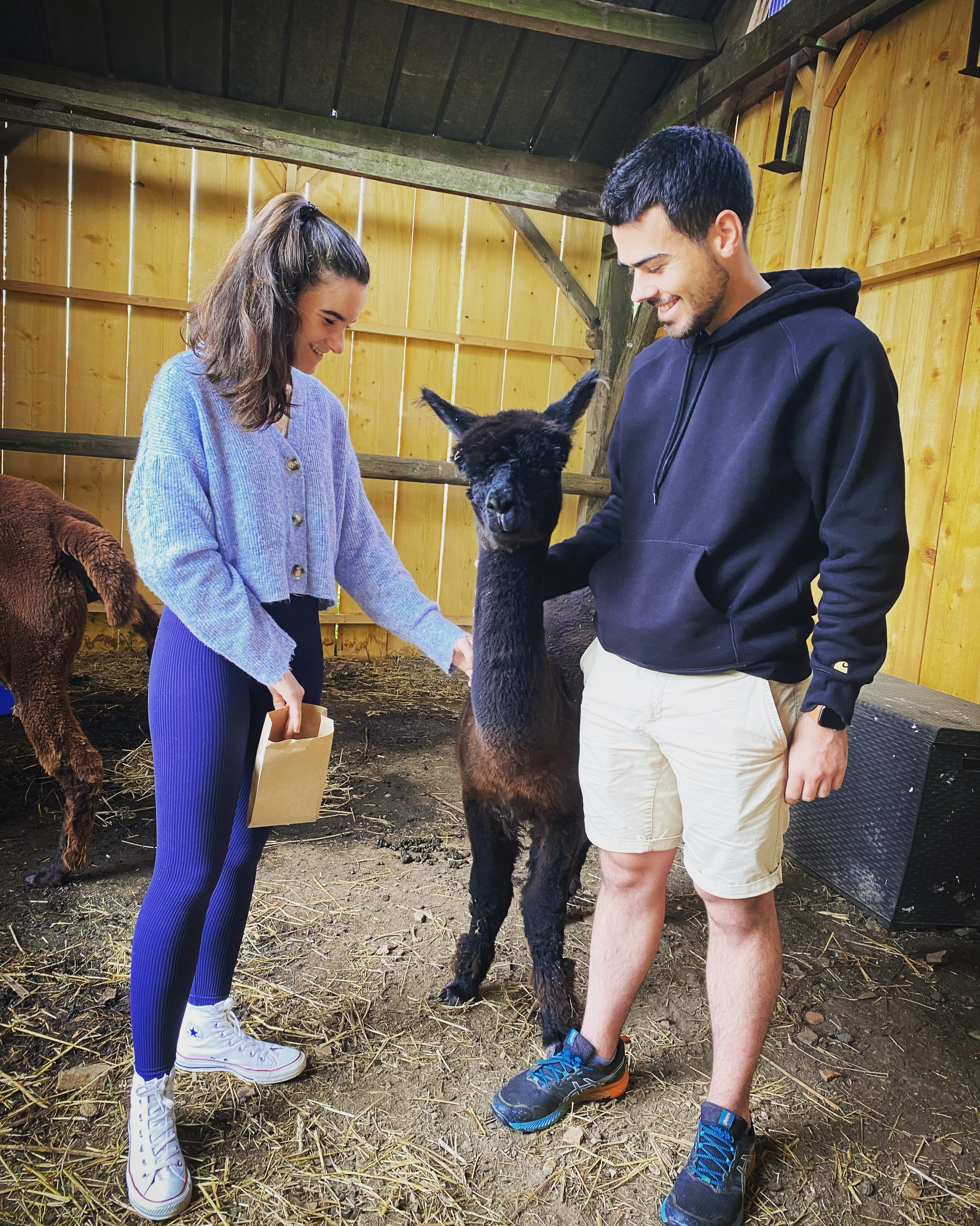 Private experience: Feed the alpacas for 2