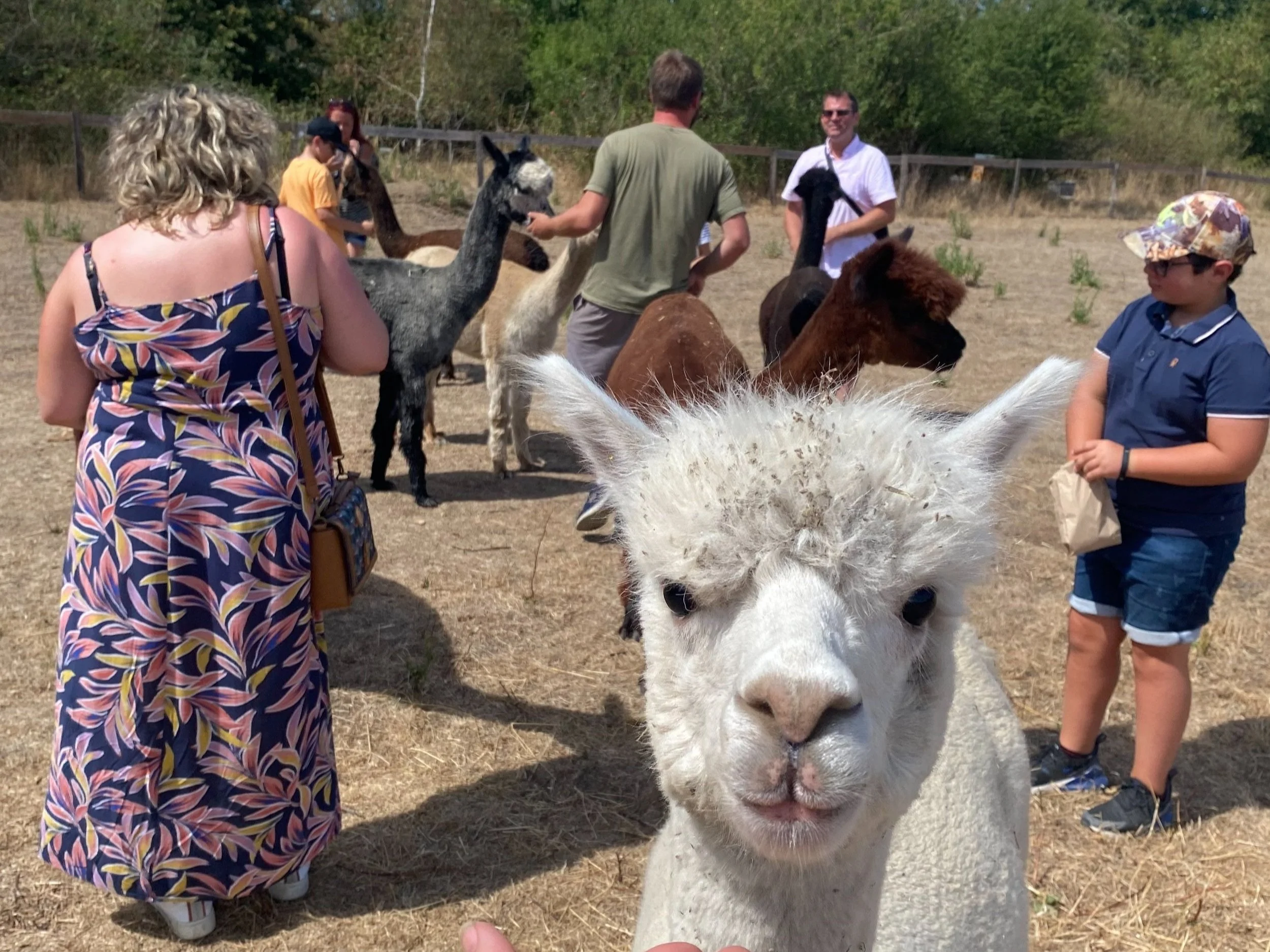 Activity with alpacas farm visit.jpg