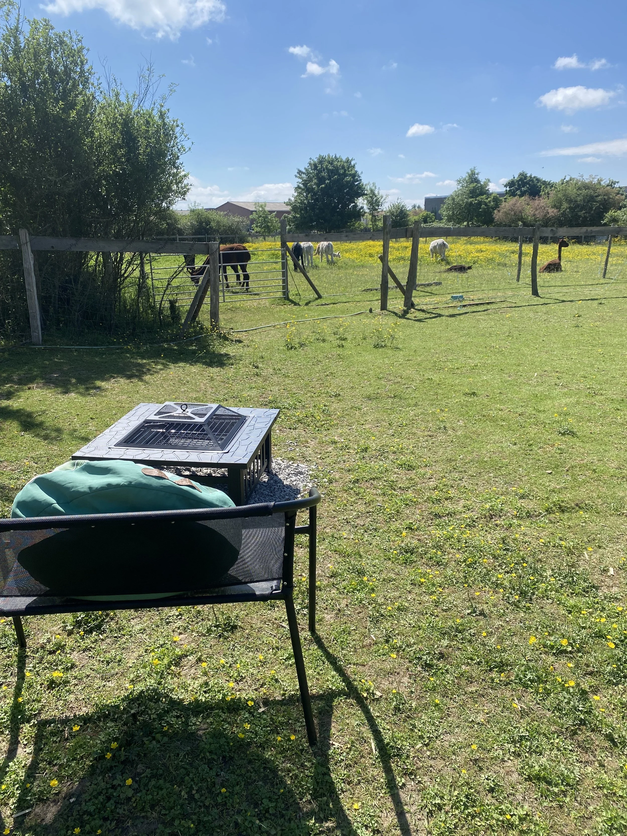 Glamping firepit alpacas view.jpeg
