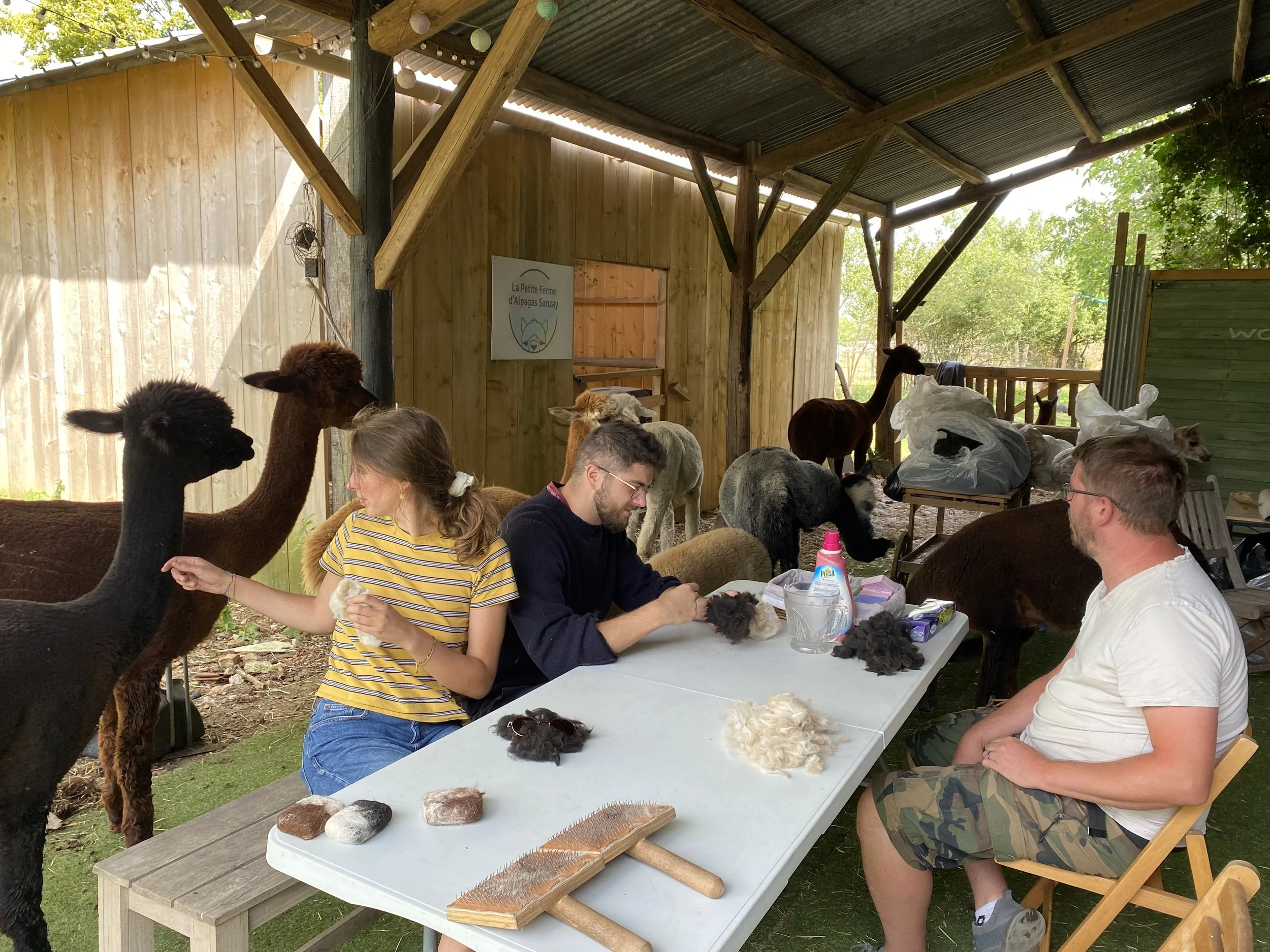 Alpaca workshop.jpg