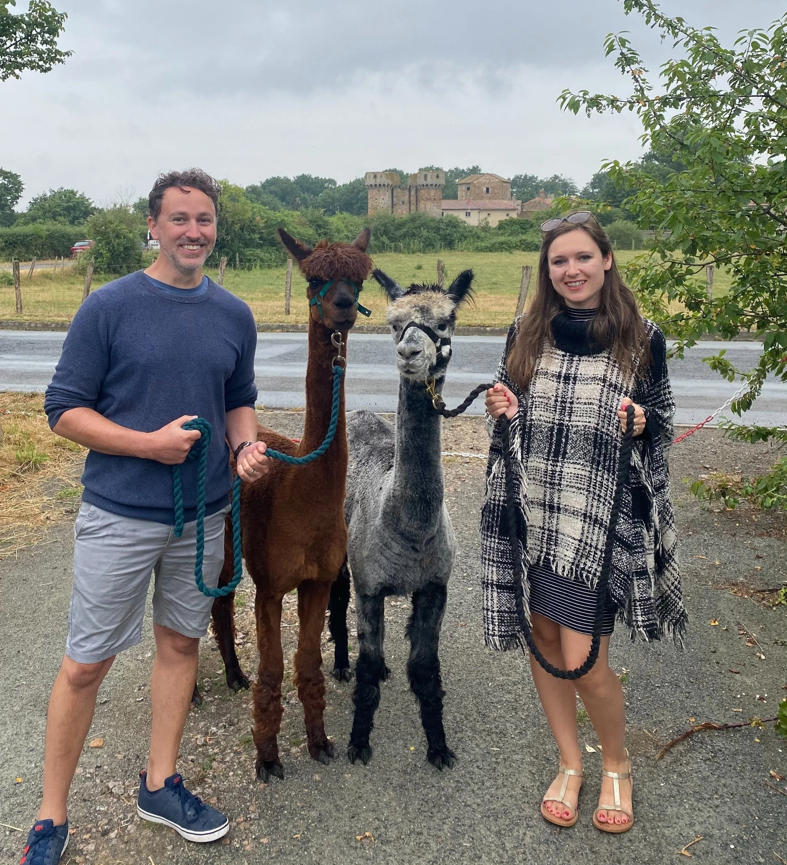 Walk and feed the alpacas for two