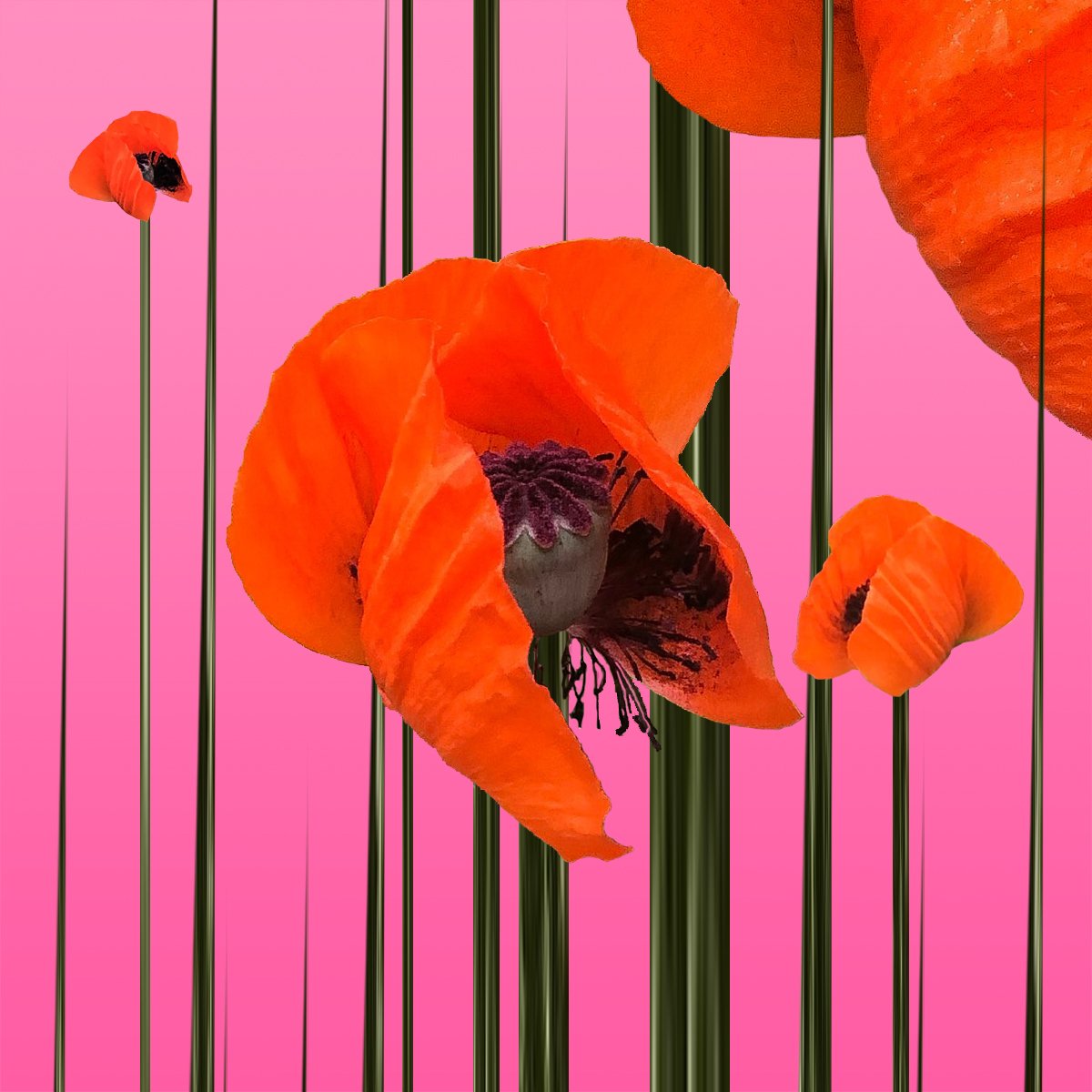 Papaver Techno II - Published by Gypsophila Art & Literary Magazine Volume No. 3 Issue No. 5.