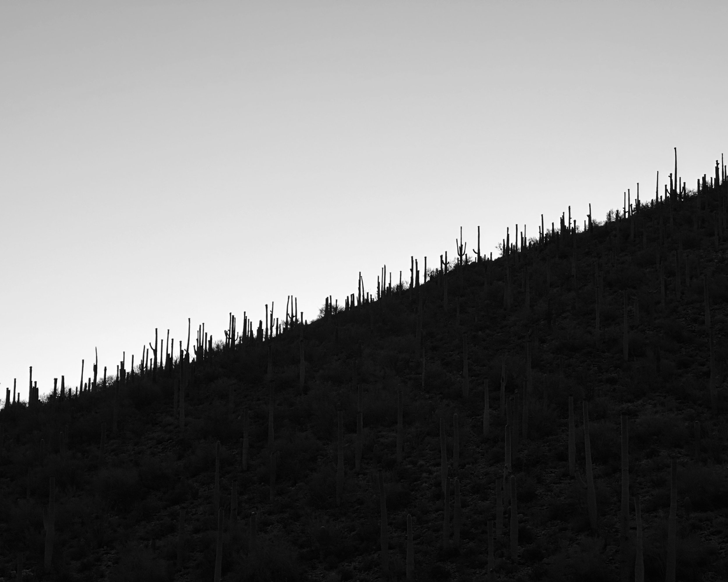 Tucson Twilight - Represented by Light & Composition University. Black and white photograph of giant cacti from a hillside on the outskirts of Saguaro National Park and Tucson, Arizona, U.S.A.