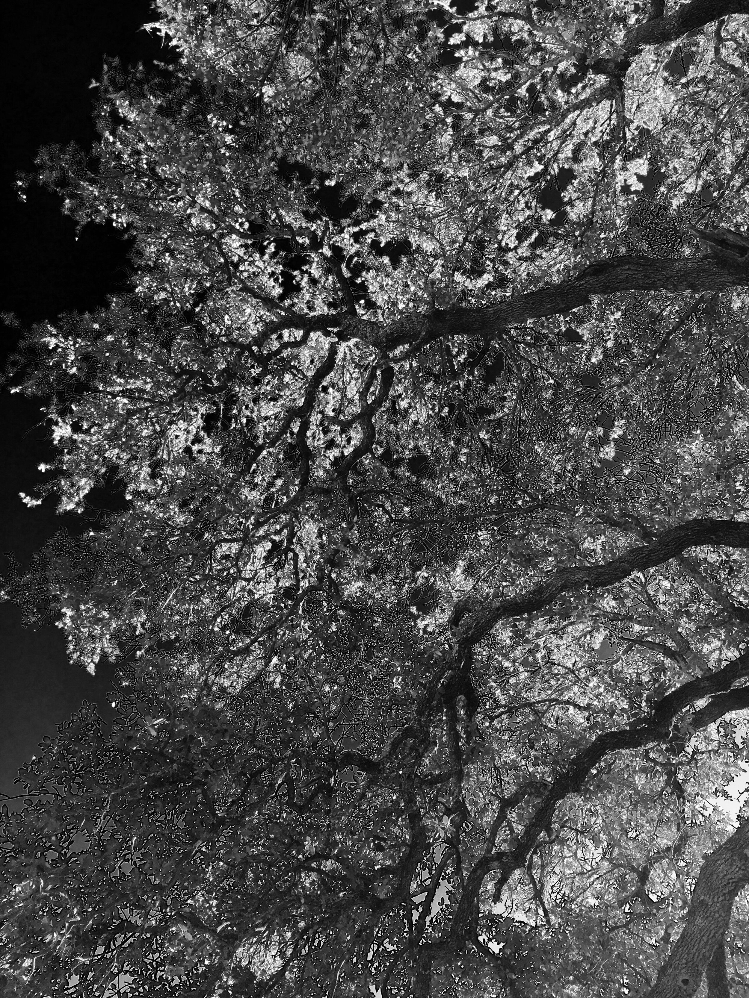 A Sky Of Limbs - Represented by Light & Composition University. Black and white photograph of tree limbs from below the tree.