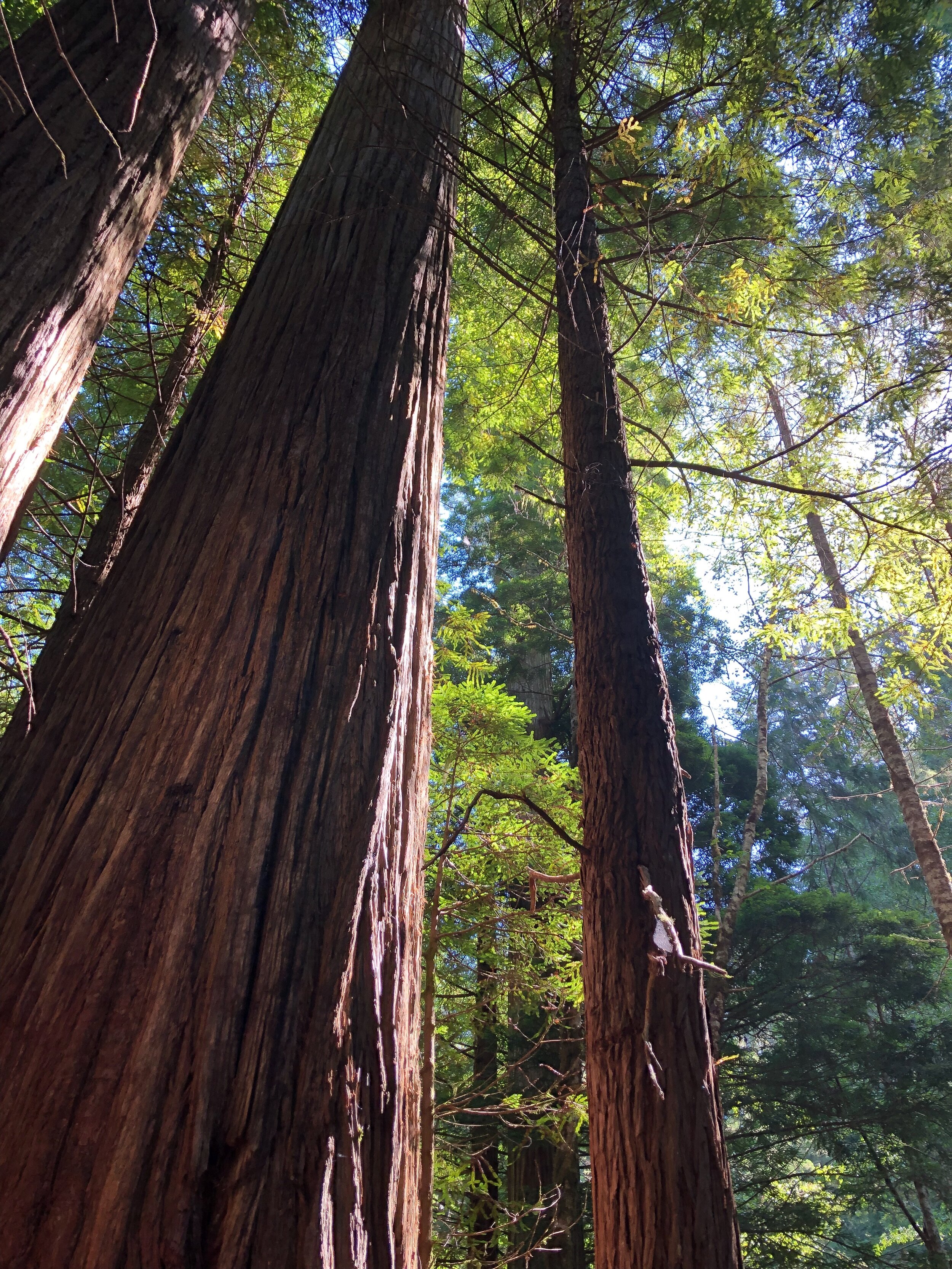 Photograph of red woods at Redwood National and State Parks, California, U.S.A. Sun through the trees. Tall redwood trees.