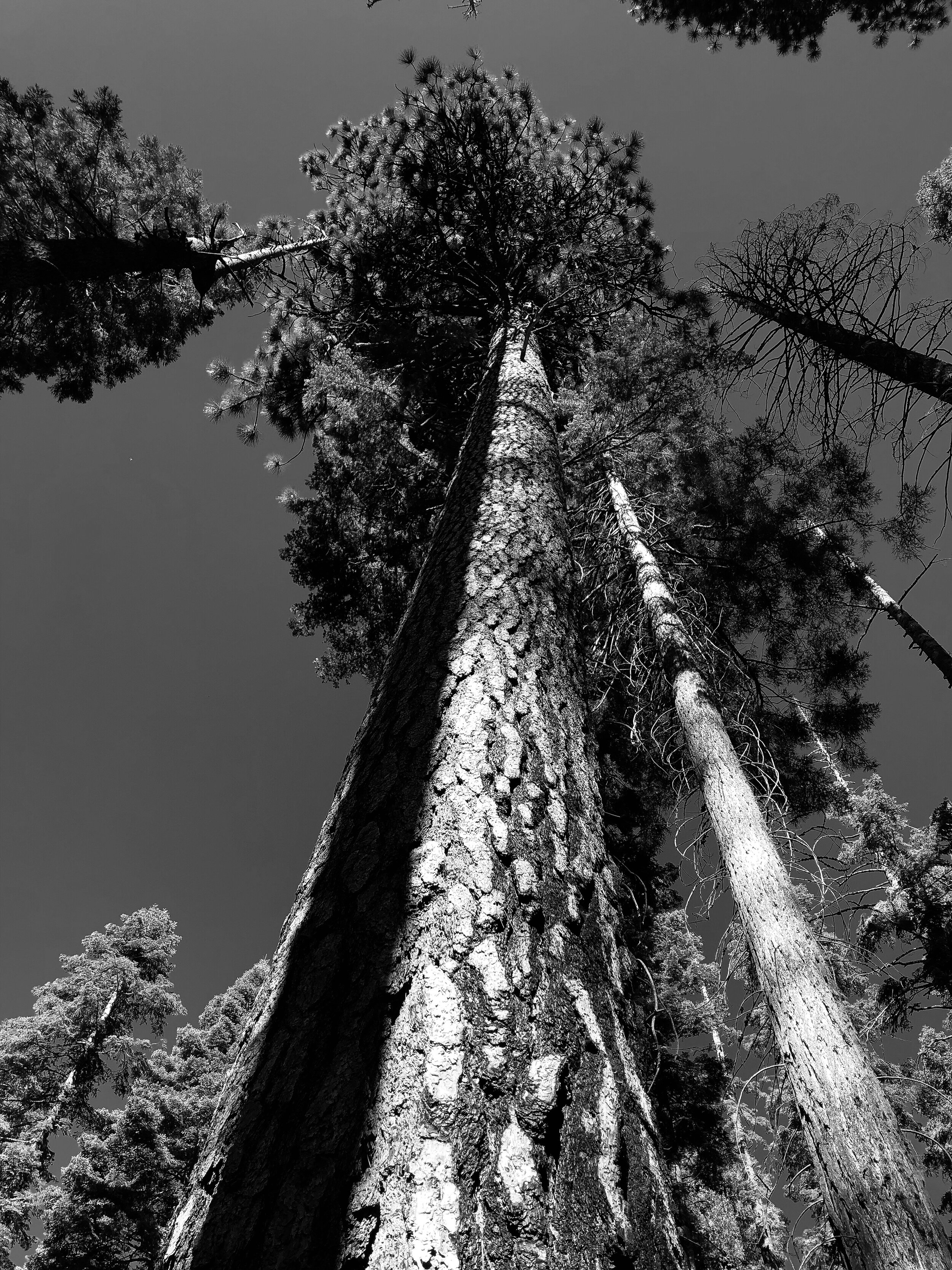 Black and white photograph of giant sequoia trees from the Mariposa Grove of Giant Sequoias, Yosemite National Park, California, U.S.A. Tall sequoia trees.