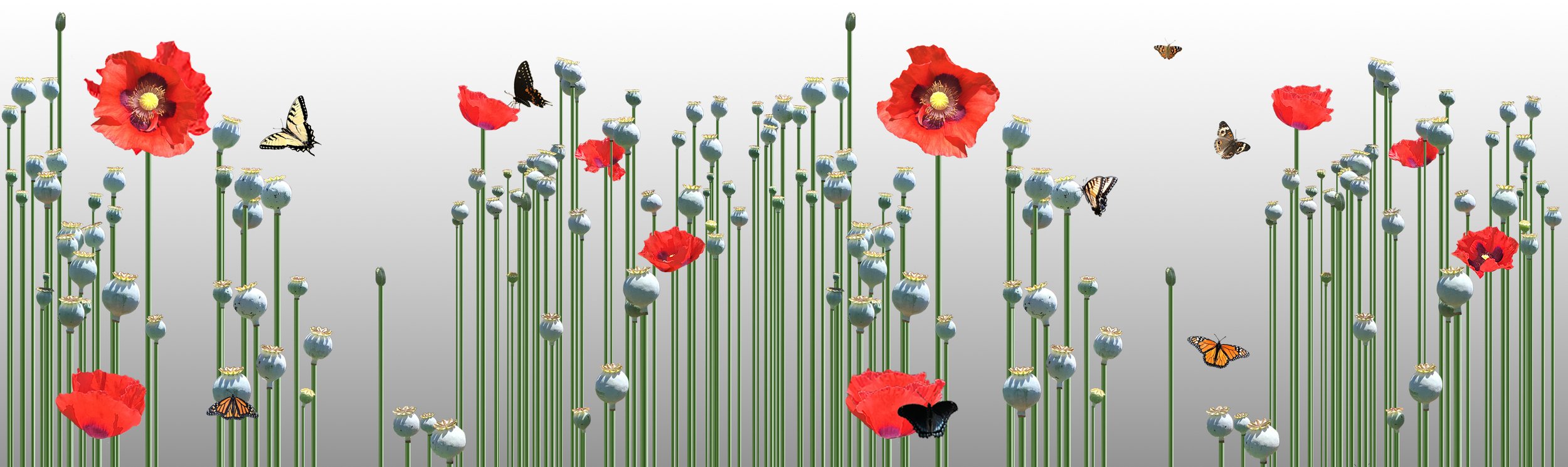 Flora Nova II.