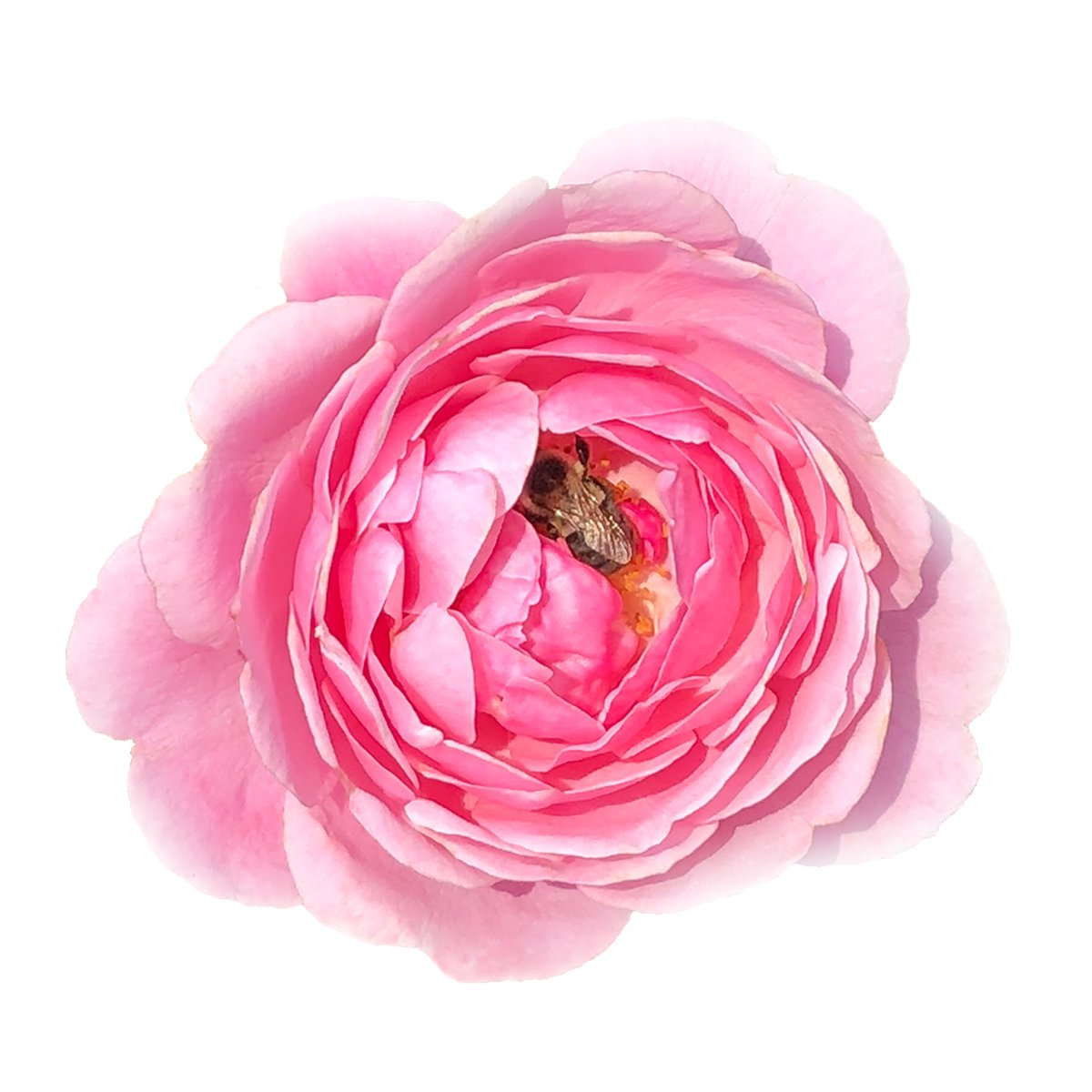 Amarantine - Published by Gypsophila Art & Literary Magazine Volume No. 3 Issue No. 5 & Ponny Magazine, 033 Supernova Issue.