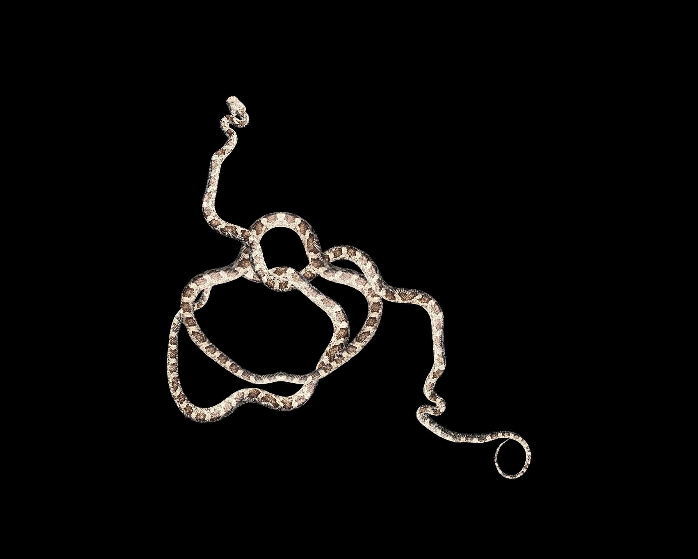 Lampropeltis Triangulum Triangulum