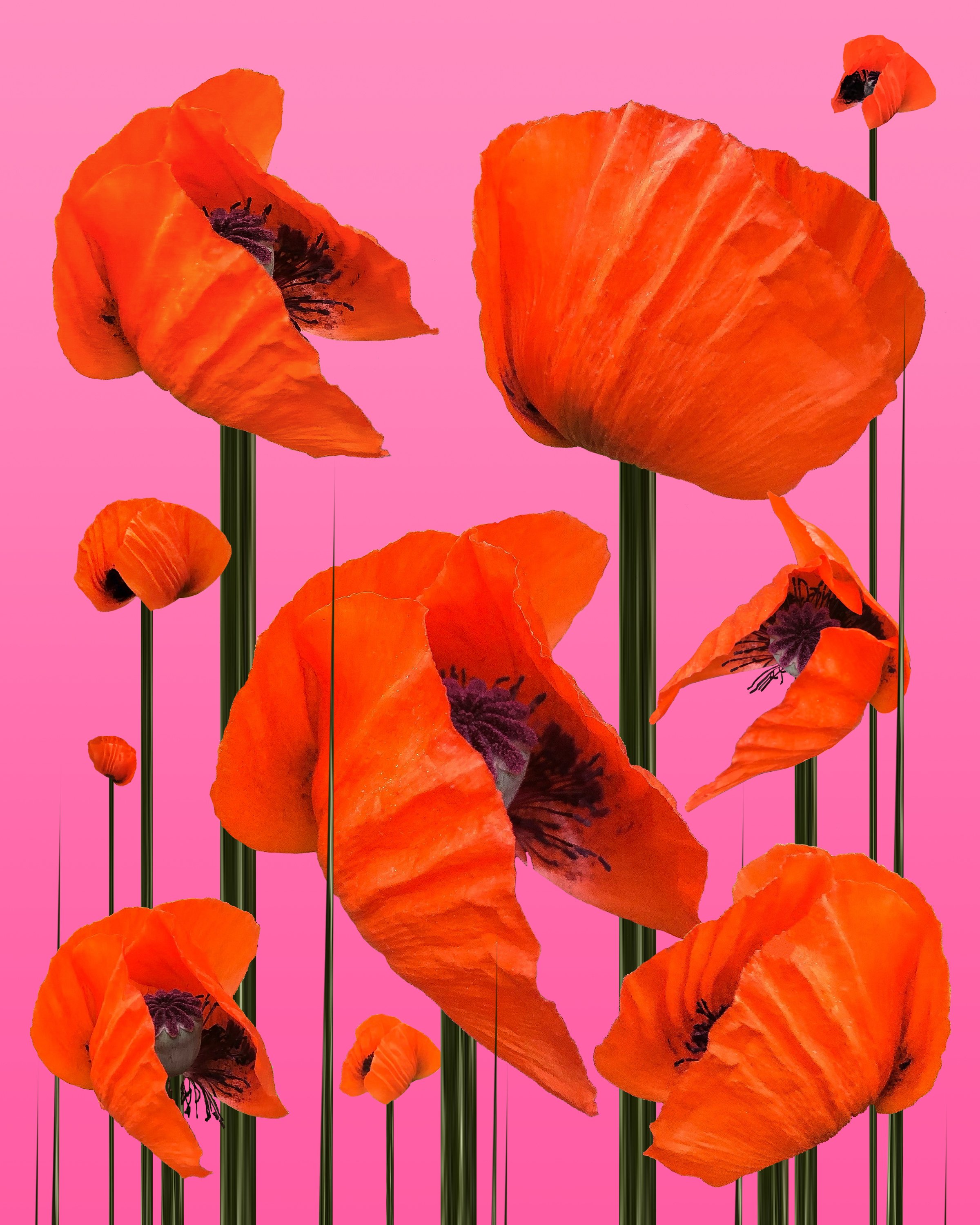 Papaver Techno - Featured by The Tokyo Tower Art Fair 2023 taking place in Tokyo, Japan & represented by online arts platform, Contemporary Art Collectors as of 2023. Further featured by Florence Contemporary Gallery, in the digital art exhibition, "