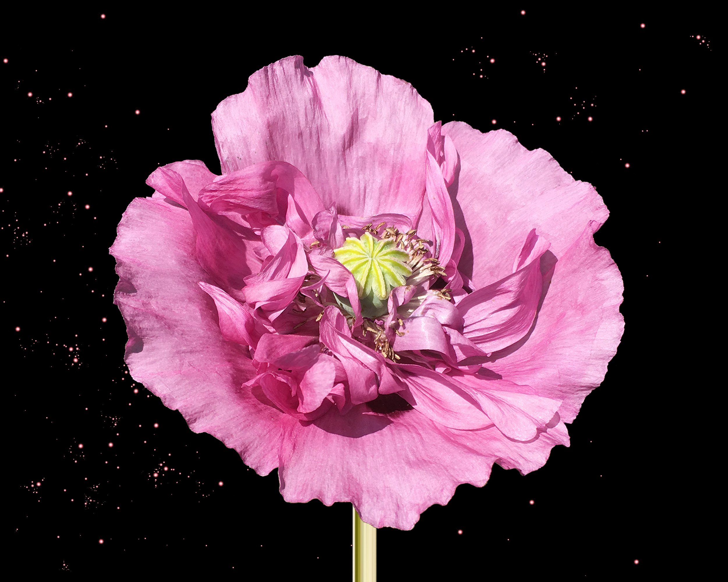 Papaver Astro - Published by Figgi Magazine.