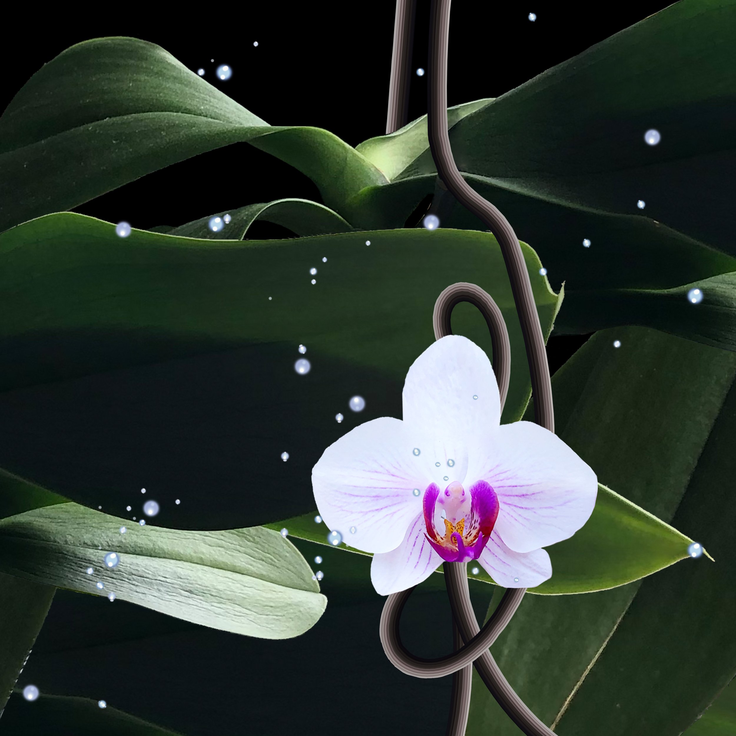 Digital Phalaenopsis - Published by Figgi Magazine, Issue No. 478. Published by Ponny Magazine, 033 Supernova Issue.