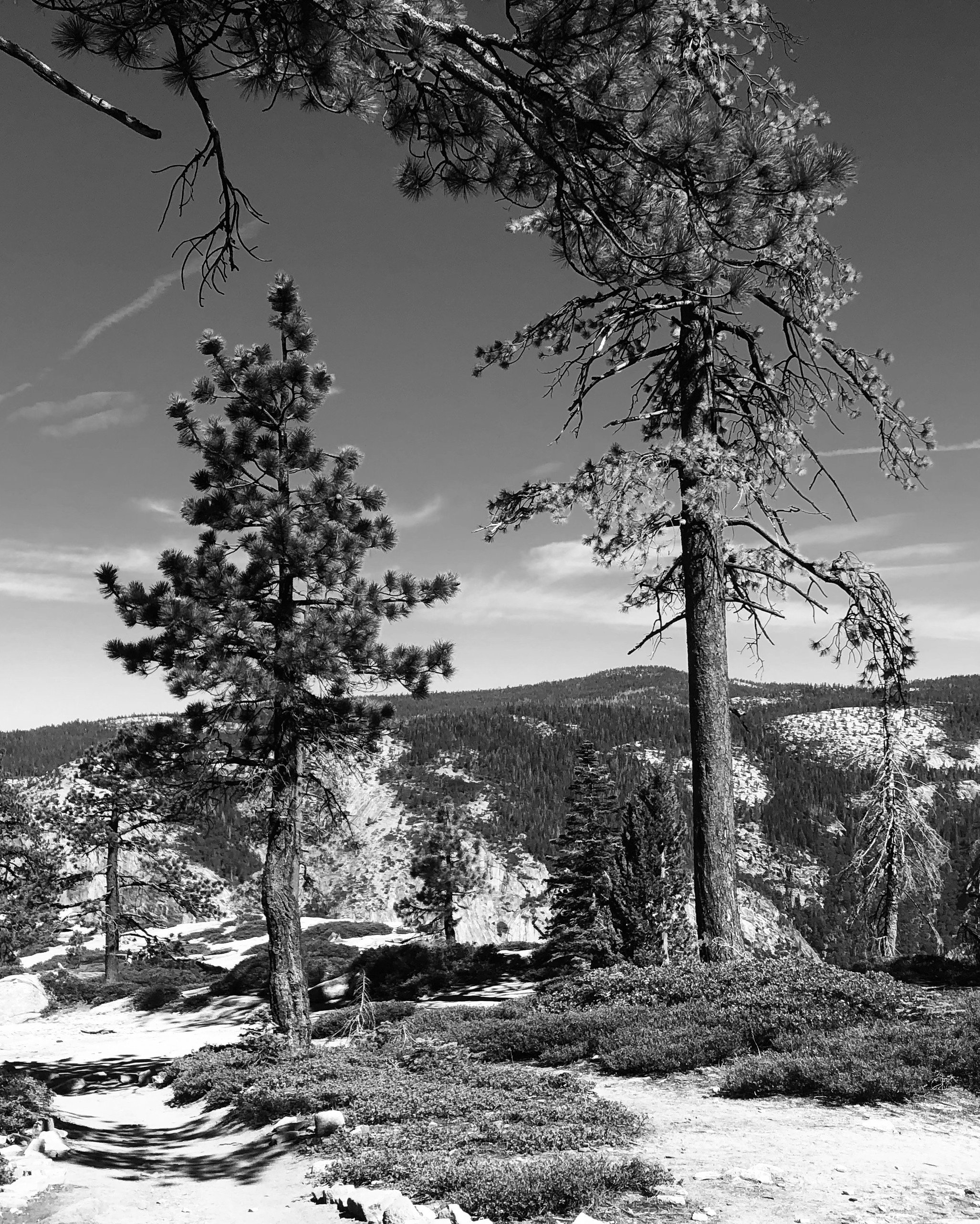 Yosemite Cliffside - Represented by Light & Composition University. Black and white photograph of giant sequoia trees from the cliffside of Tenaya Canyon, Yosemite National Park, California, U.S.A. Tall sequoia trees.