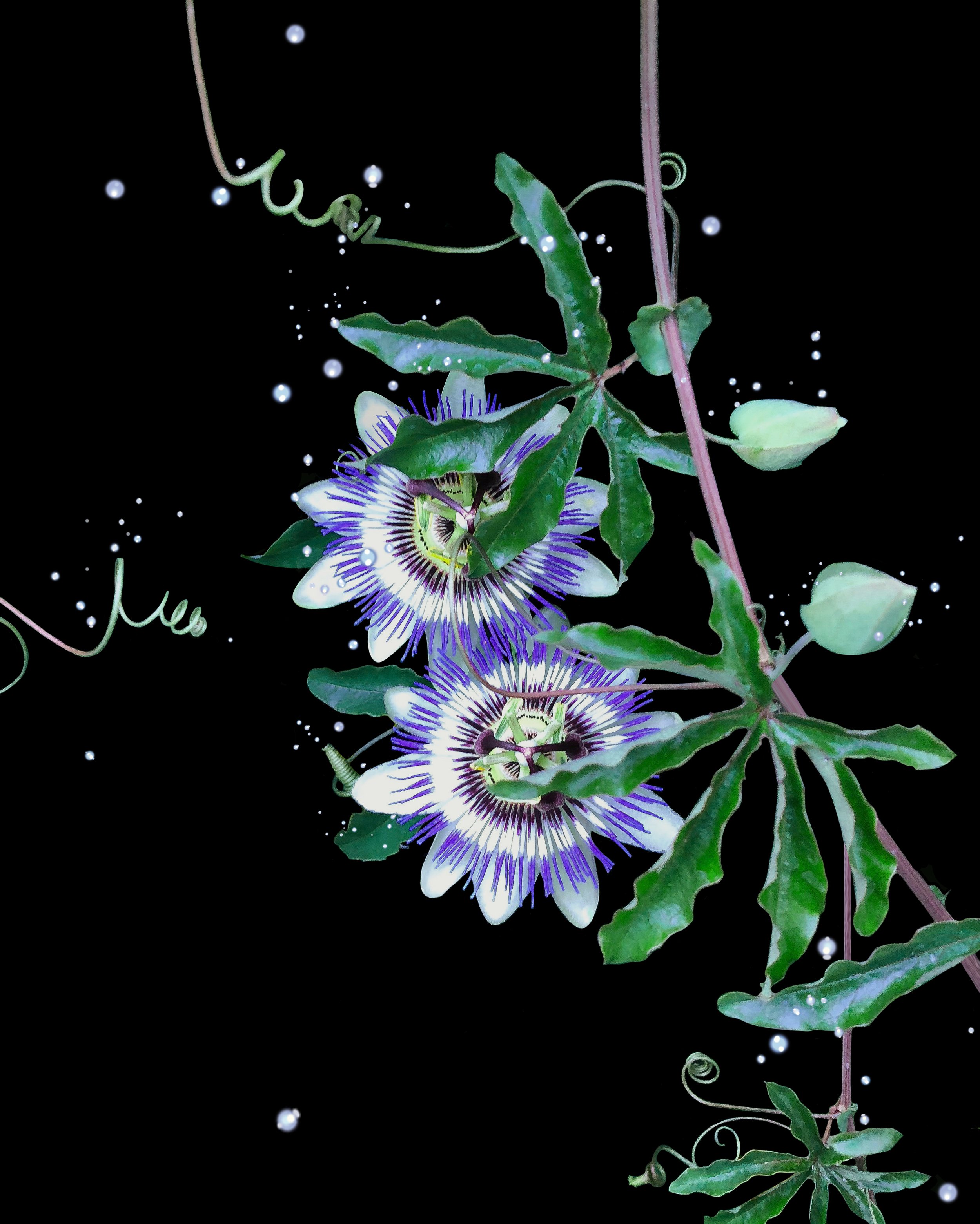 Digital Passiflora - Featured by Piuda Art Space, Seoul, South Korea, in the digital art exhibition, "Visionary Vortex." Published by Ponny Magazine, 033 Supernova Issue.