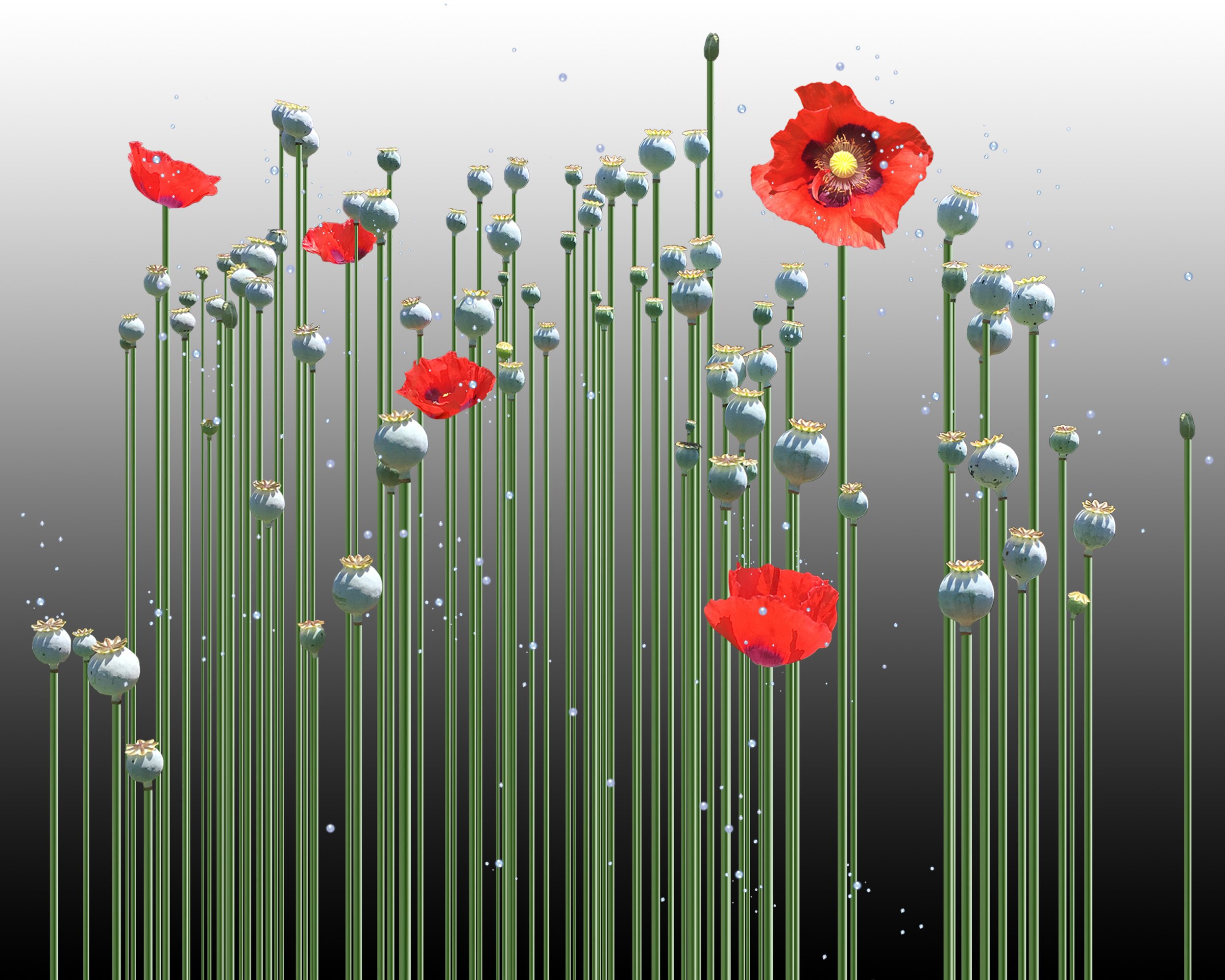 Flora Nova - Originally featured by Dreams Magazine from Delirium Dreaming SS23 Divine Intervention Collection. Published by Figgi Magazine, Issue No. 478. And further featured by Florence Contemporary Gallery in their catalog, "Concept," Issue 10 /