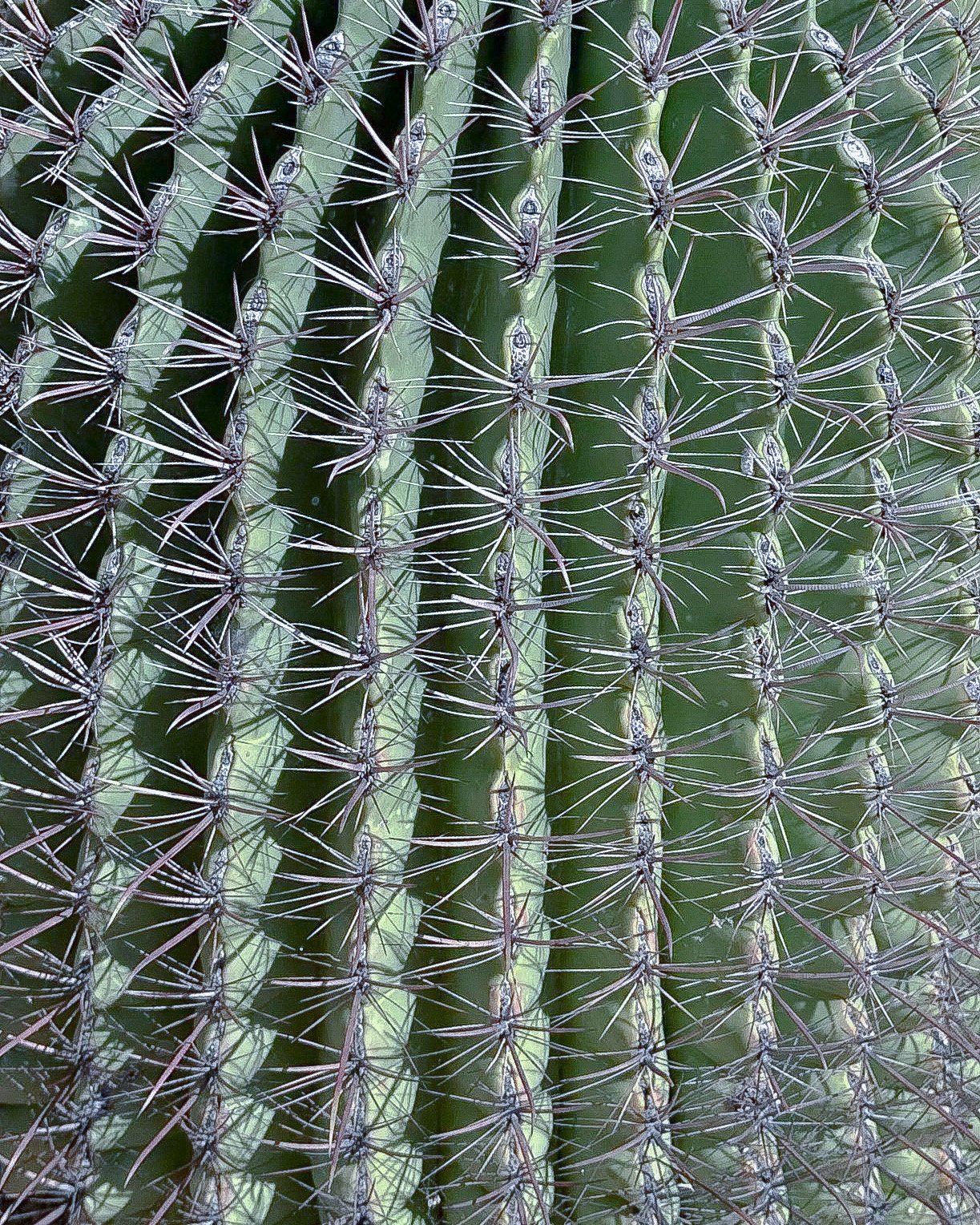Cacti Spines - Published by Gypsophila Art & Literary Magazine Volume No. 3 Issue No. 5.