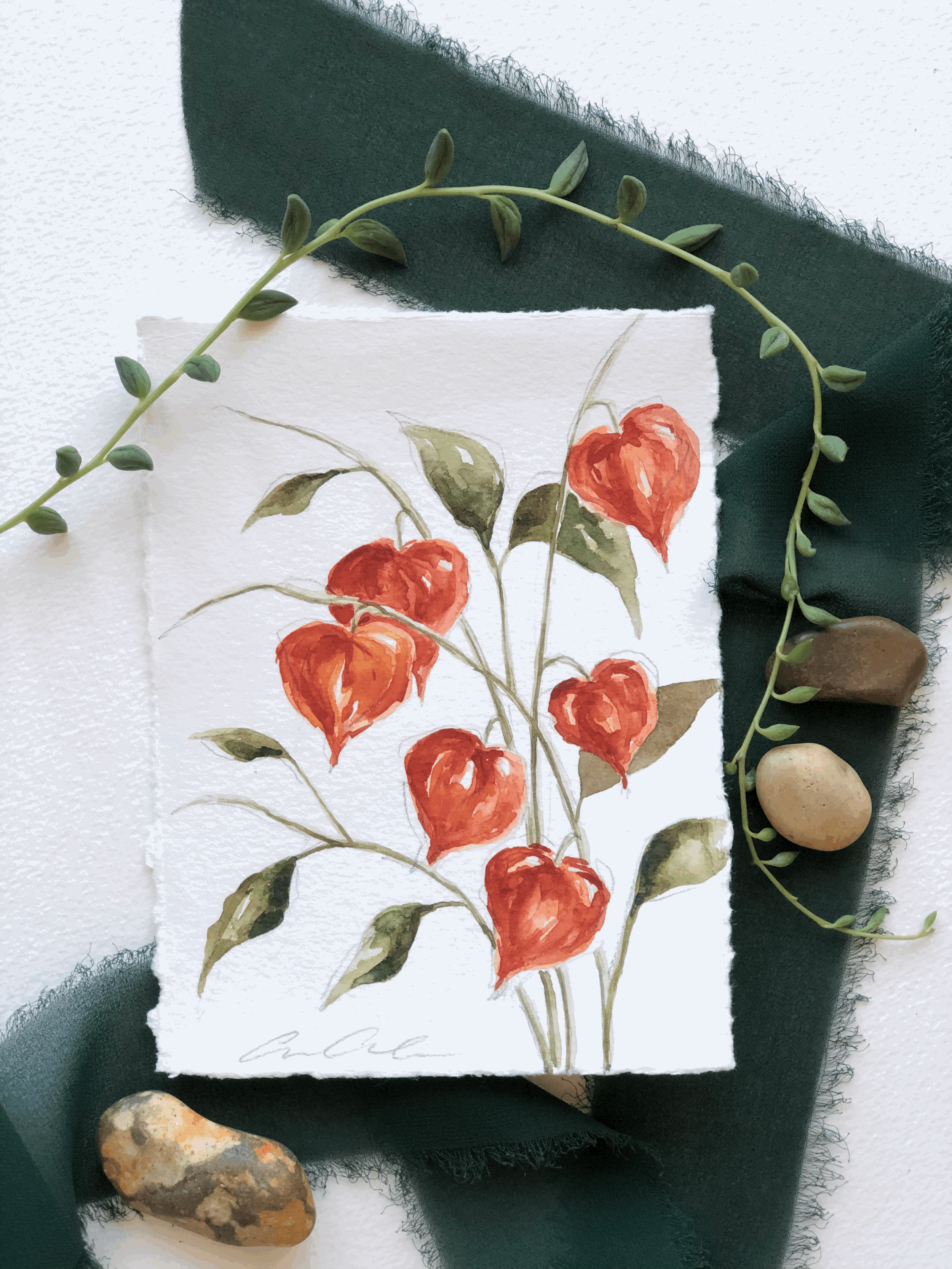 Japanese Lantern Flower