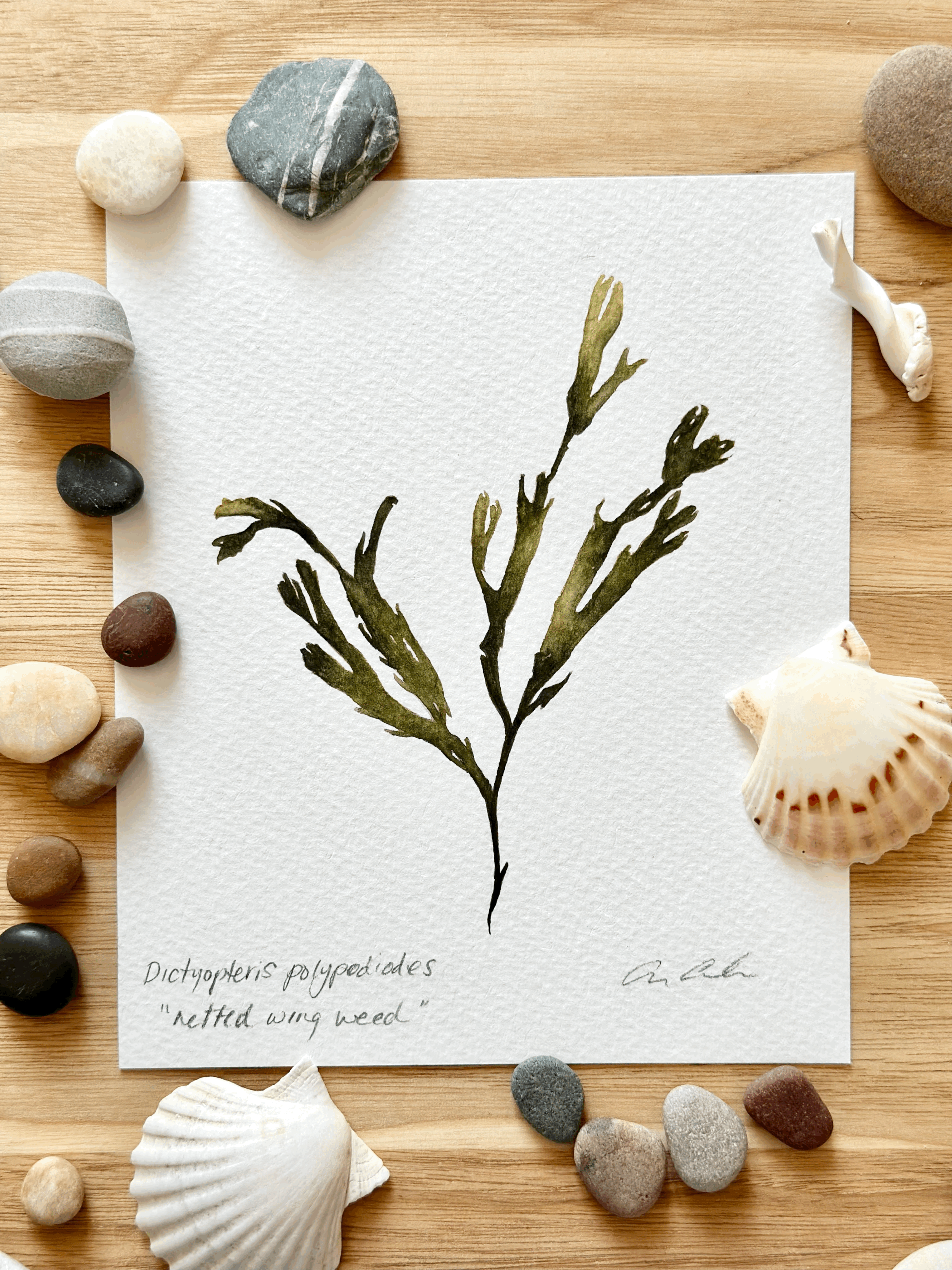 Netted Wing Weed IIII