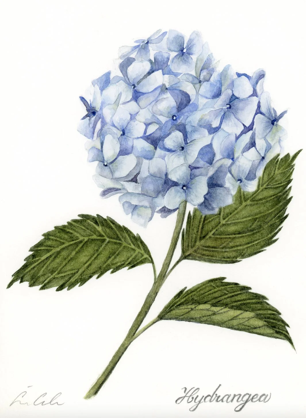 Hydrangea