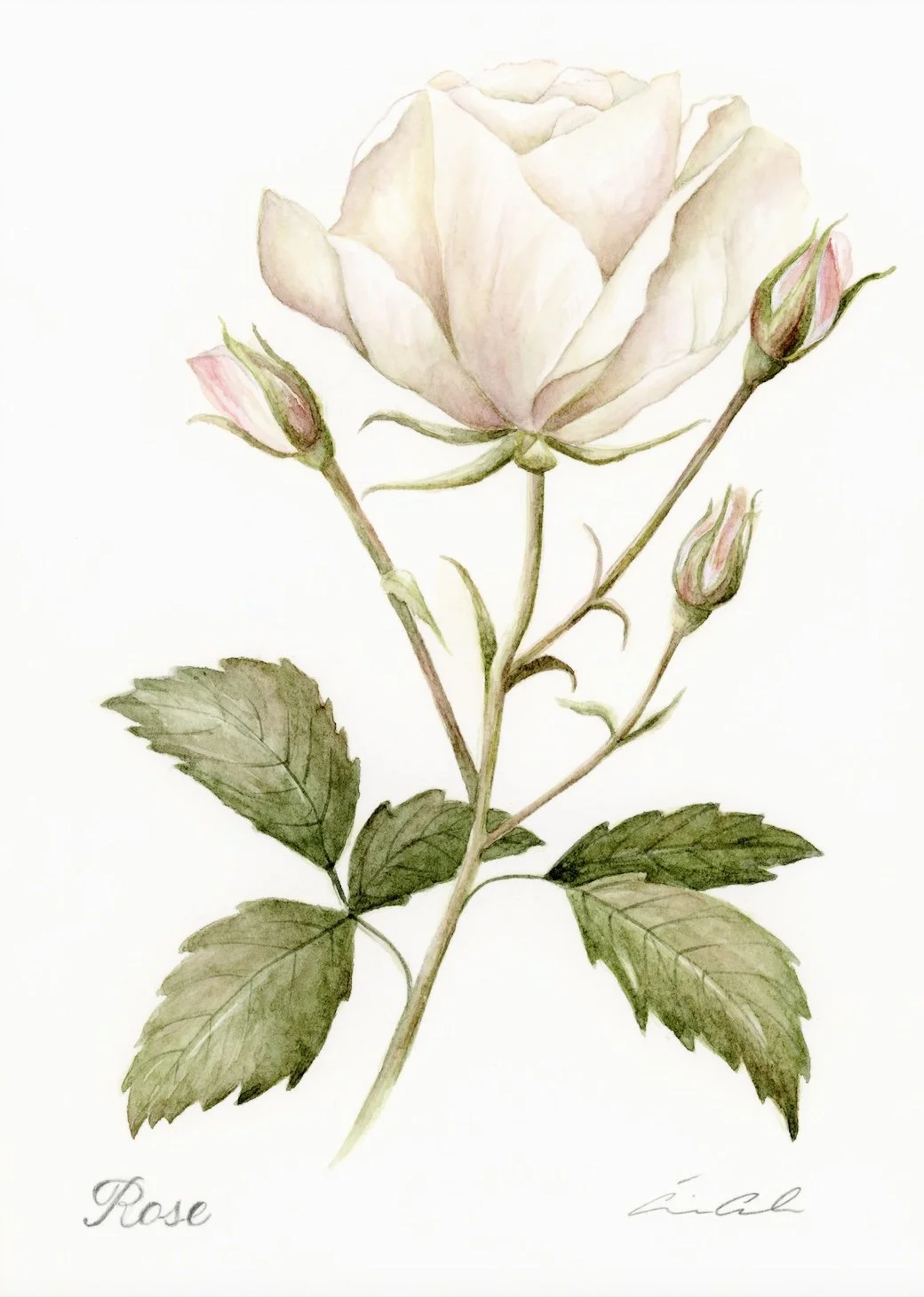 ROse.jpg