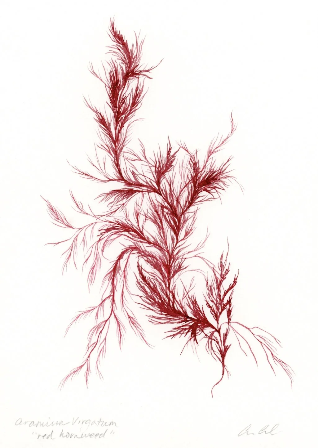 Red Hornweed II
