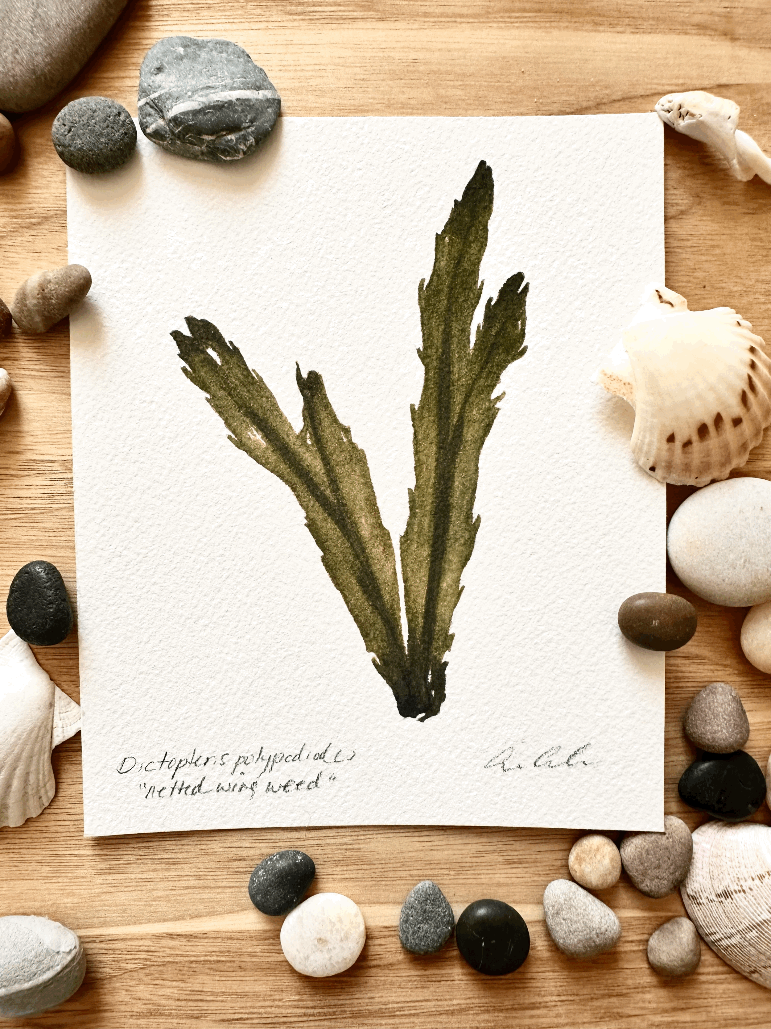 Netted Wing Weed III