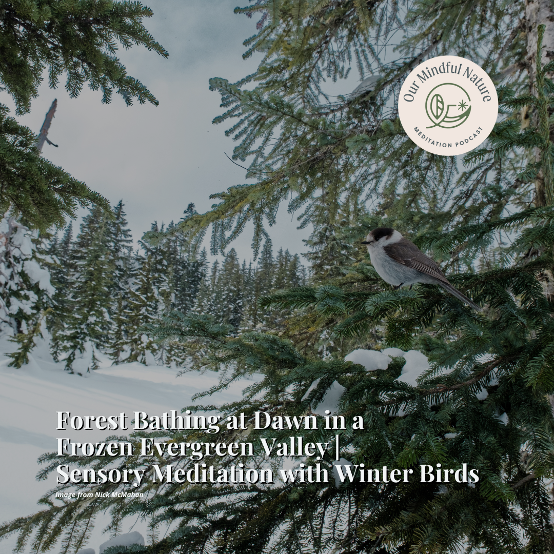 Forest Bathing at Dawn in a Frozen Evergreen Valley | Sensory Meditation with Winter Birds