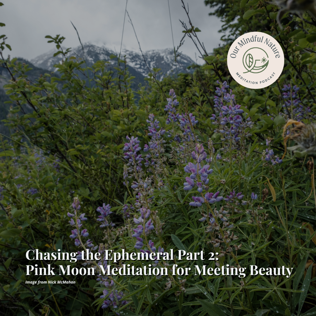 Chasing the Ephemeral Part 2: Pink Moon Meditation for Meeting Beauty