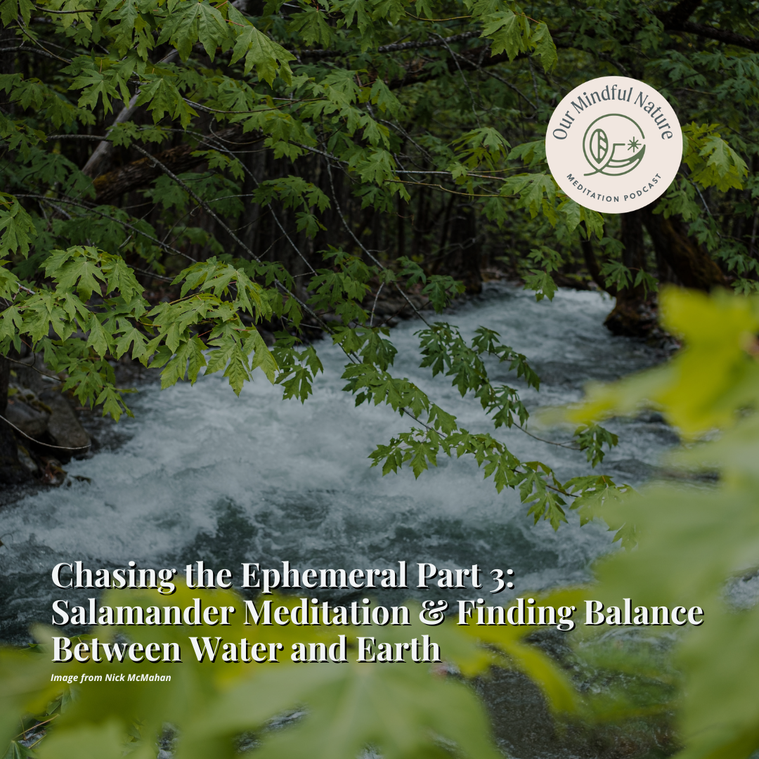 Chasing the Ephemeral Part 3: Salamander Meditation &amp; Finding Balance Between Water and Earth