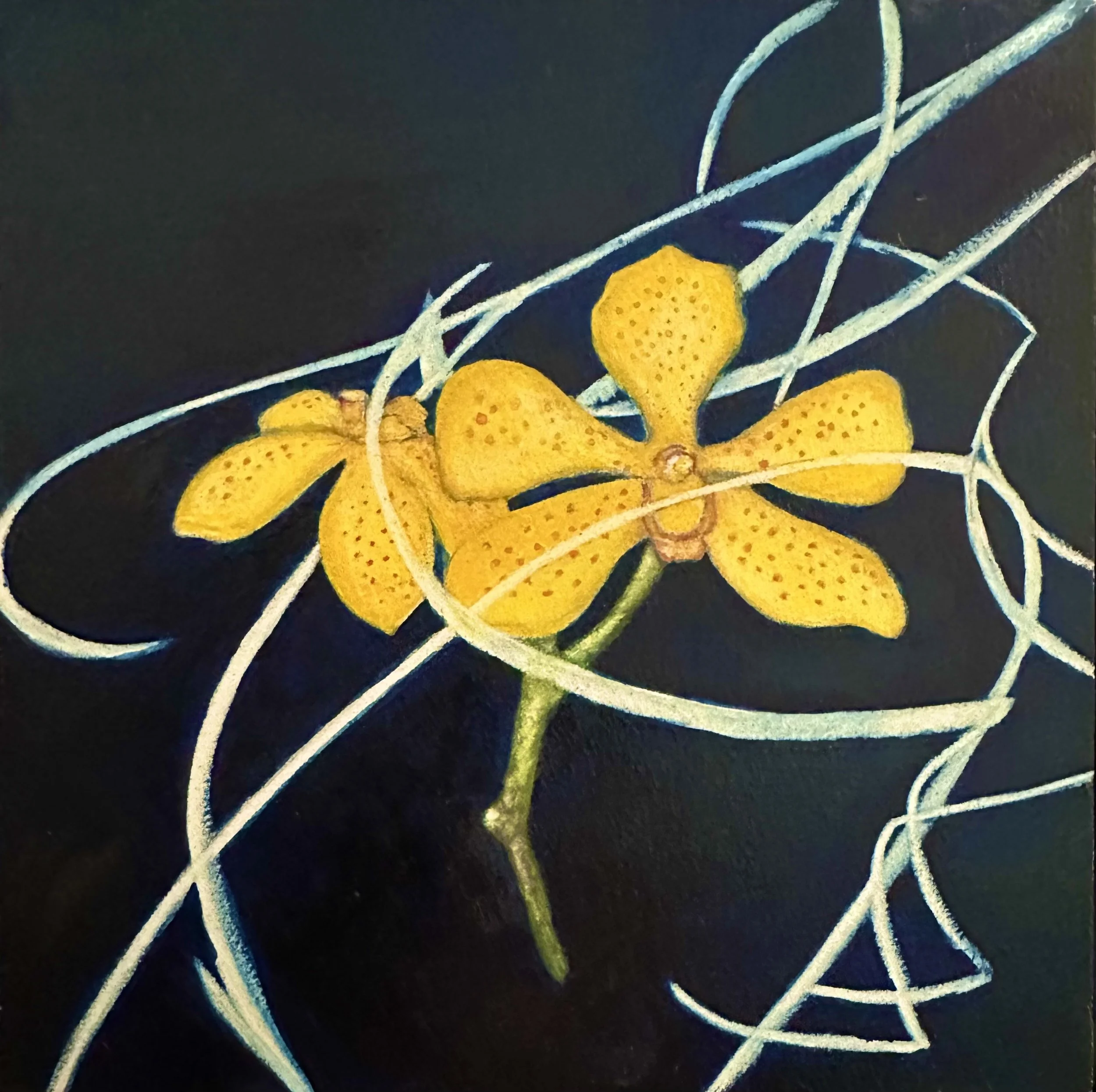 Beautiful, Delicate and Surrounded By Light.jpg