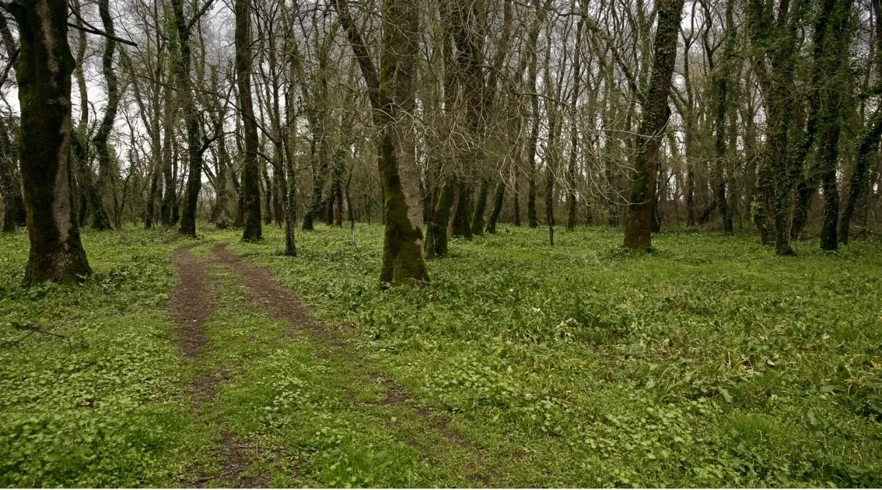 Γή 🌳