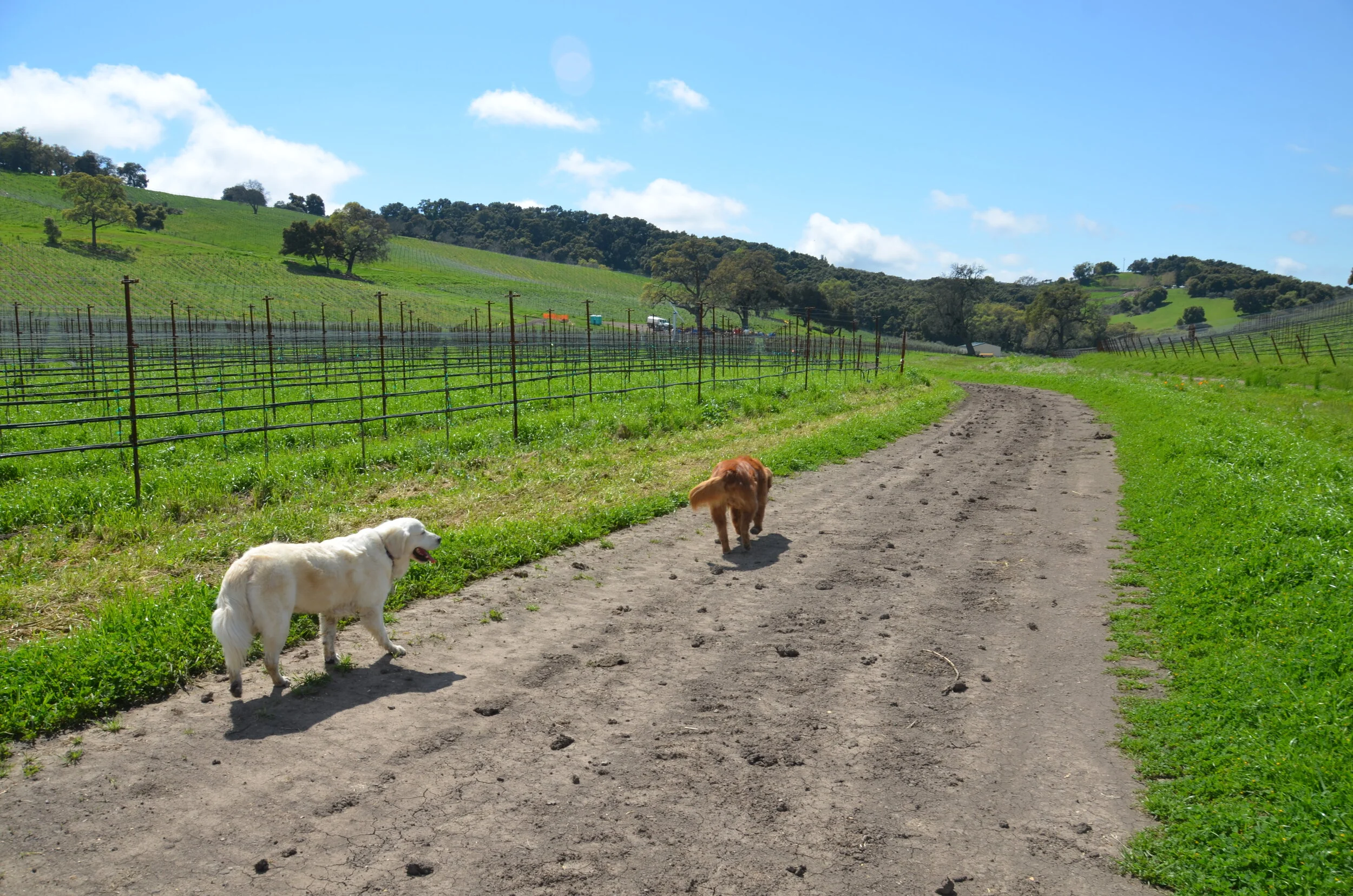 Vineyard dogs