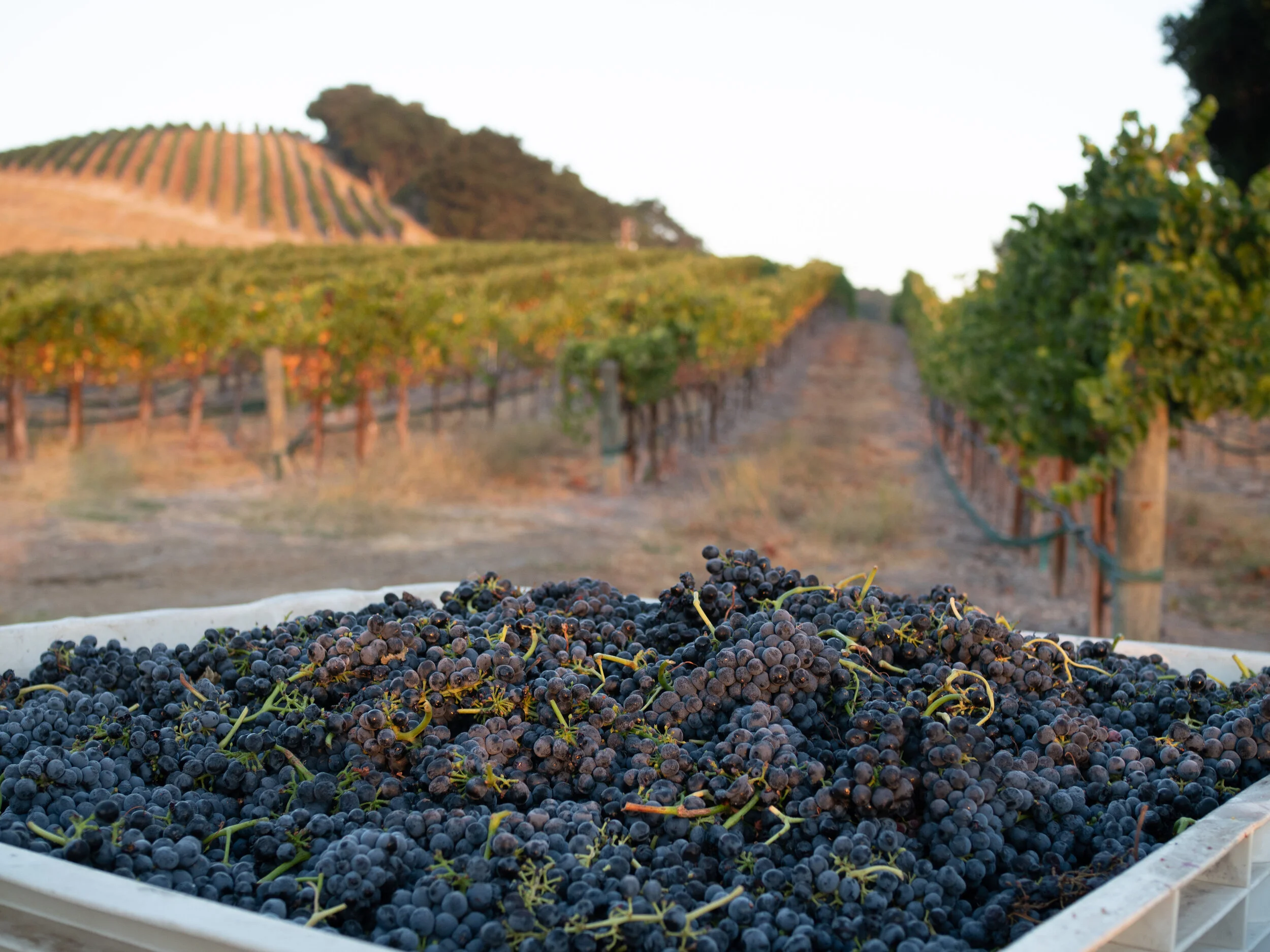 Grapes harvested from the vineyard