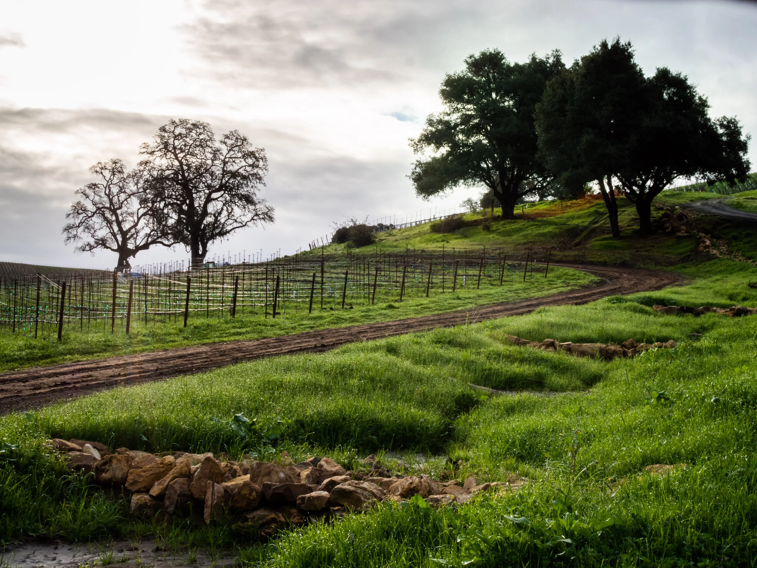 Moonsprings Vineyard