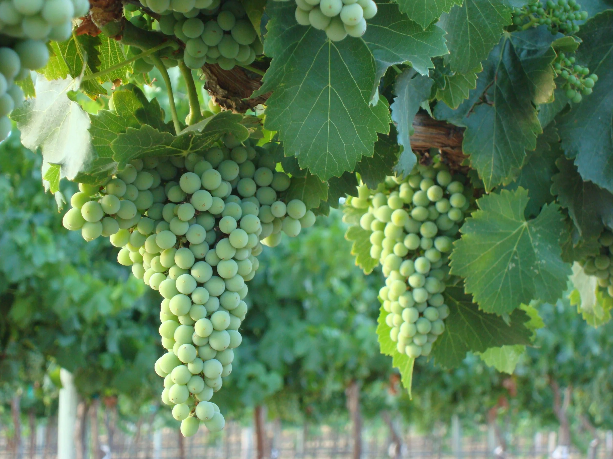 Plum Orchard Vineyard