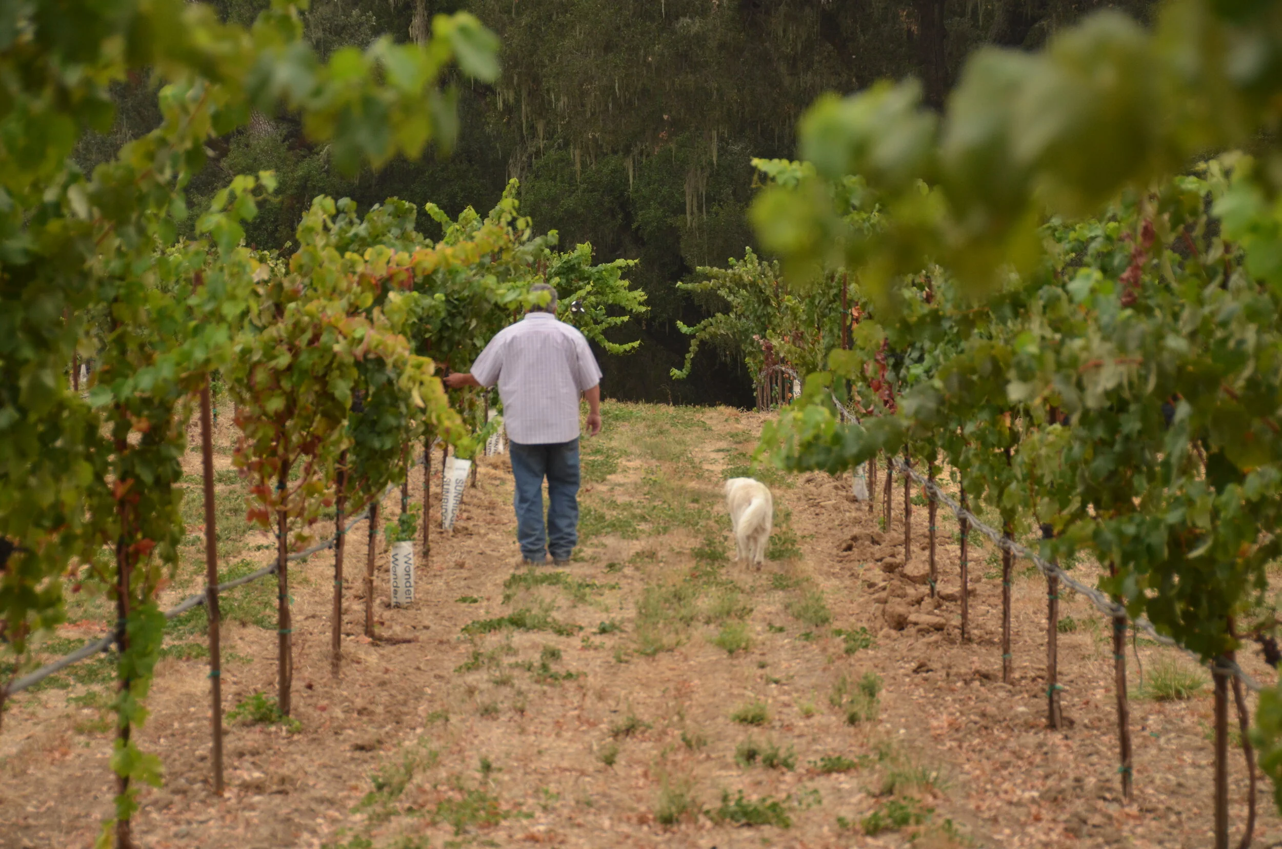 Man and dog walking through the vineyard