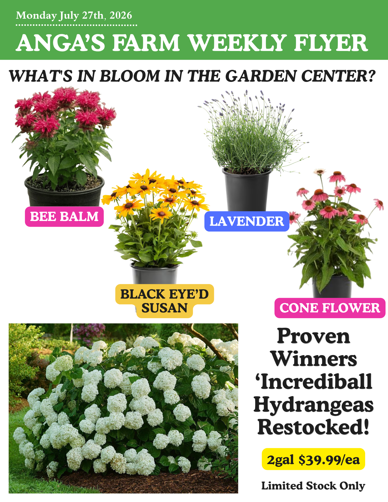 Weekly flyer from Anga's Farm, dated Monday, July 27, 2026, featuring potted plants labeled bee balm, lavender, black eyed Susan, and cone flower, along with a photo of white hydrangeas and a promotional offer for 2-gallon plants at $39.99 each while stocks last.