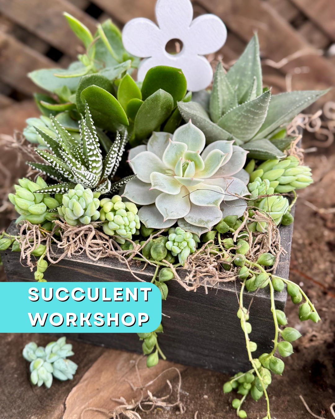 Elegant Spring Succulent Workshop (34).png
