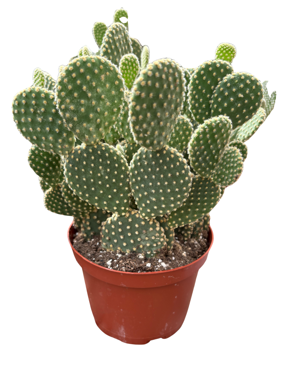 Opuntia Bunny Ear Cactus  6 Pot  Anga's Farm & Nursery