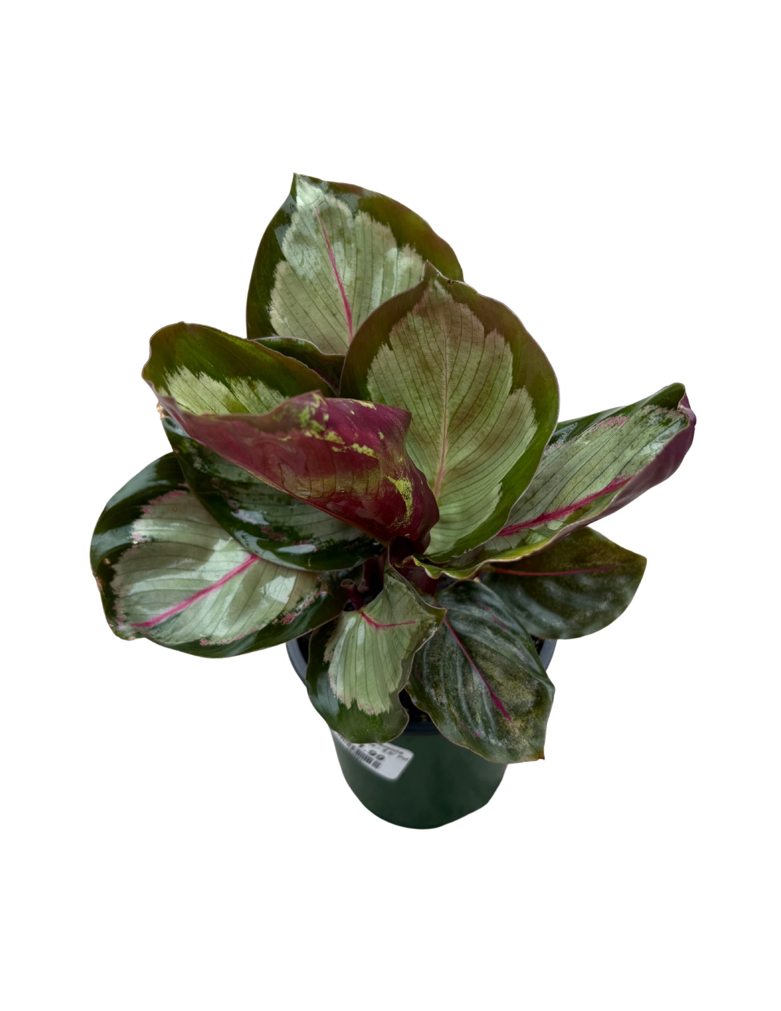 Untitled design (67).png