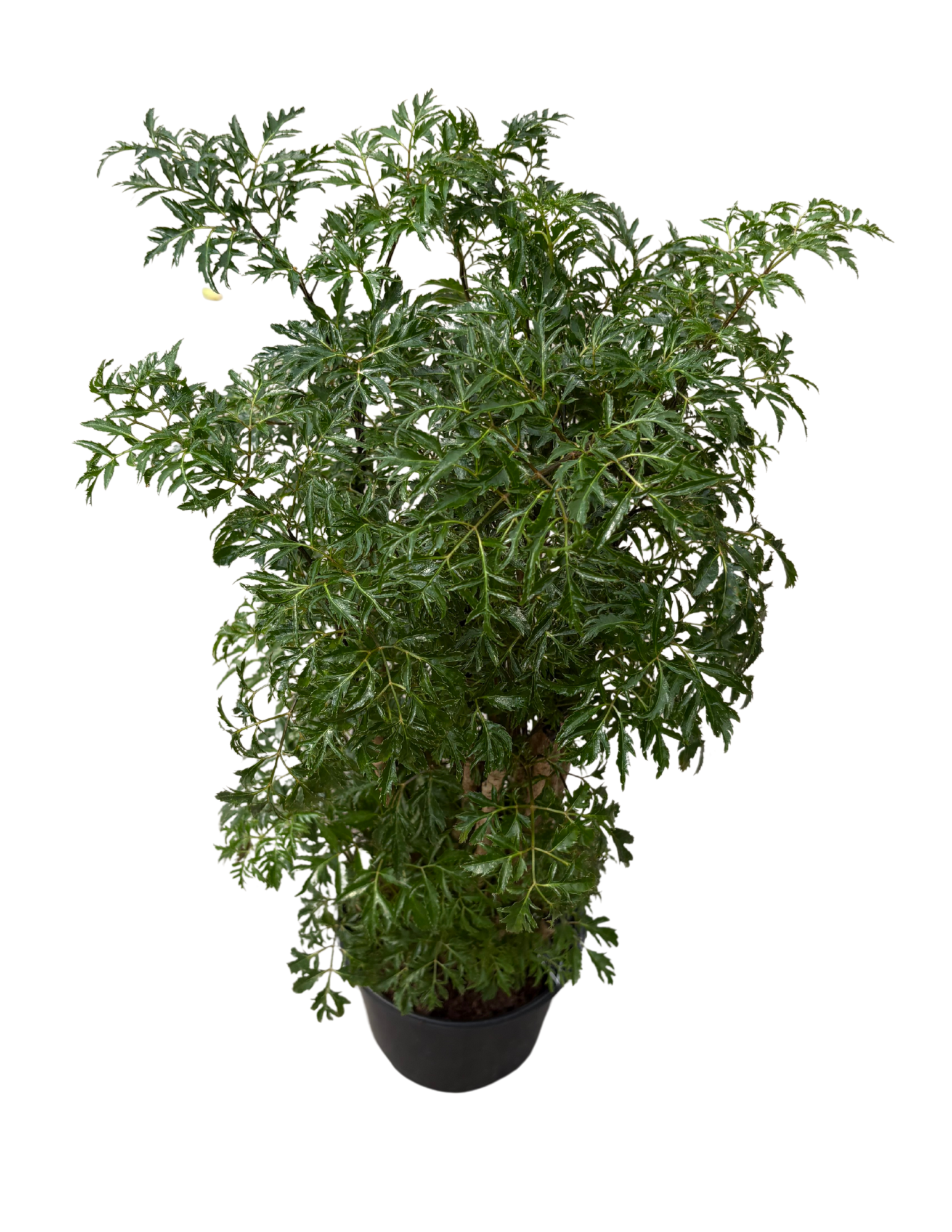 Untitled design (69).png